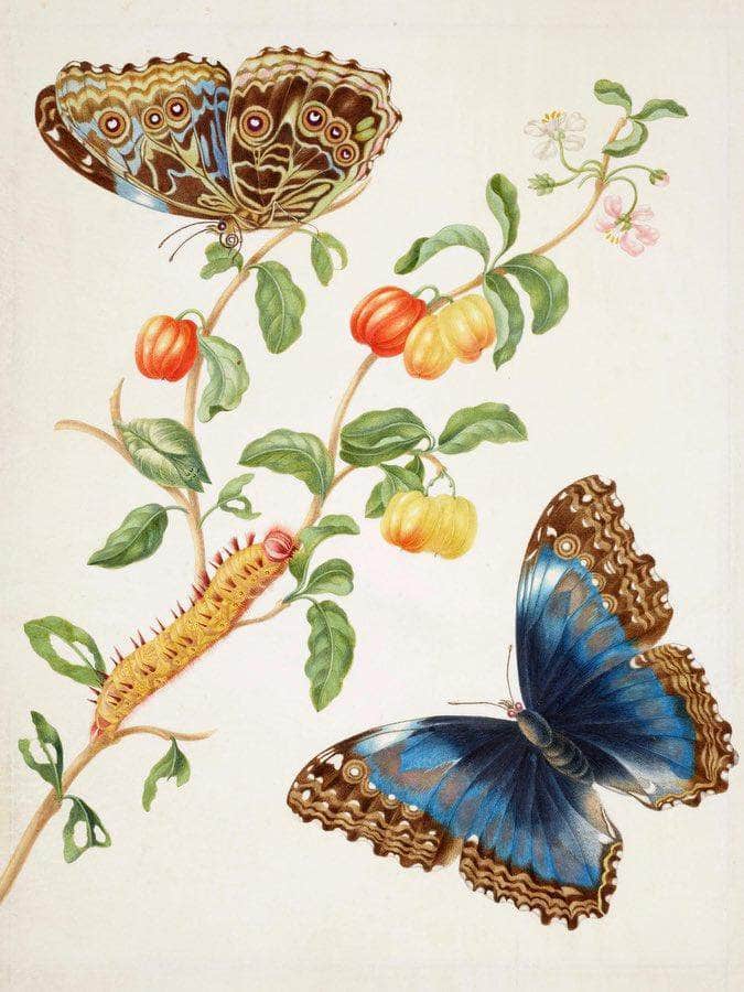 Branch Of West Indian Cherry With Achilles Morpho Butterfly 1703 By Maria Sibylla Merian - Image 6