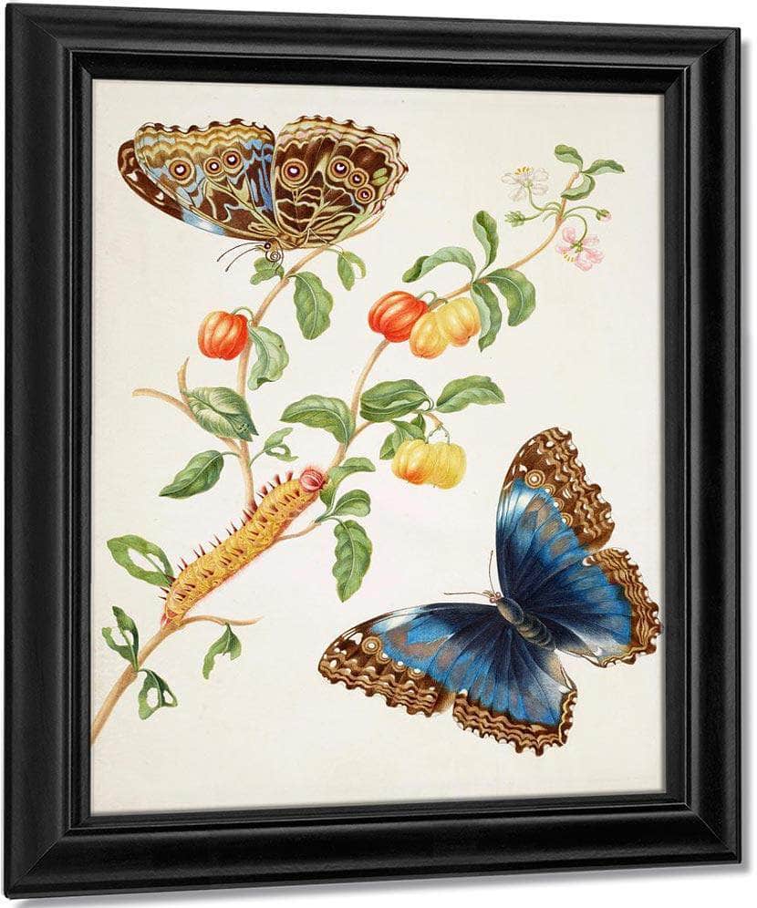 Branch Of West Indian Cherry With Achilles Morpho Butterfly 1703 By Maria Sibylla Merian - Image 7