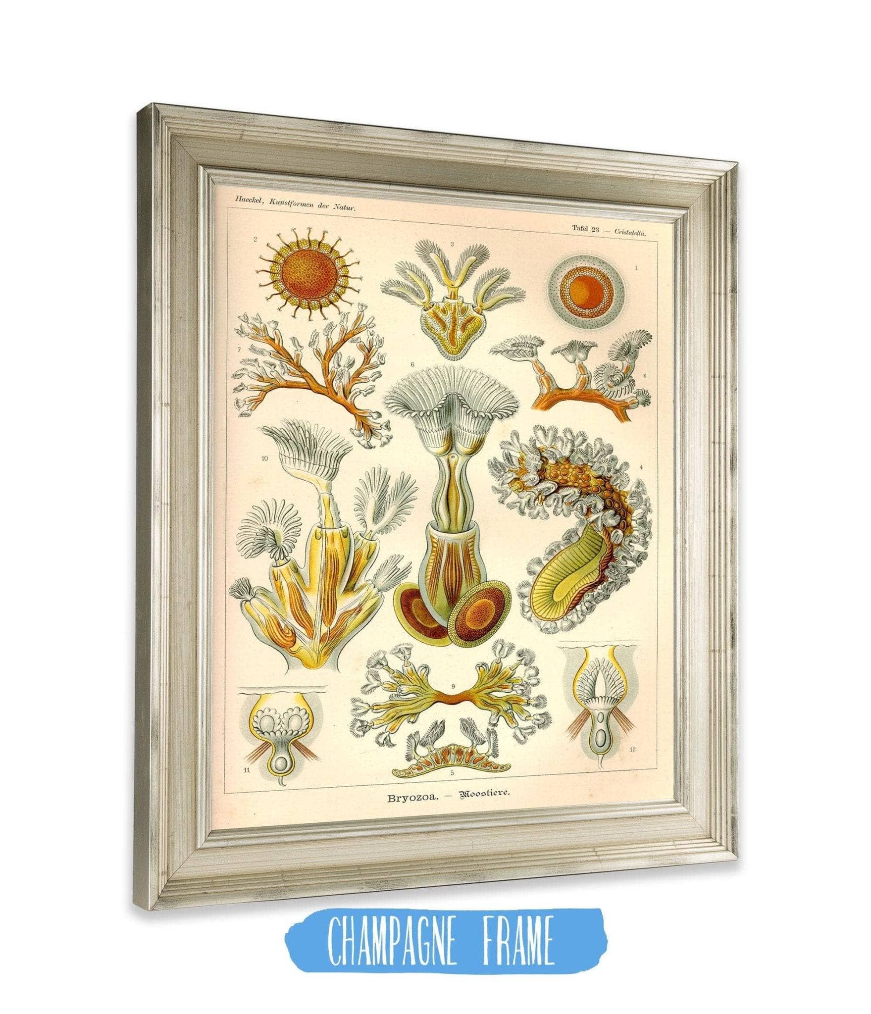 Aquatic Invertebrates (Bryozoa. - Moostiere) - Image 2