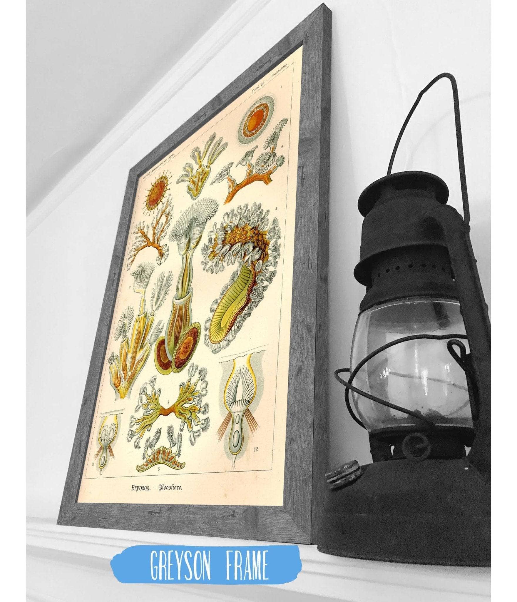 Aquatic Invertebrates (Bryozoa. - Moostiere) - Image 6