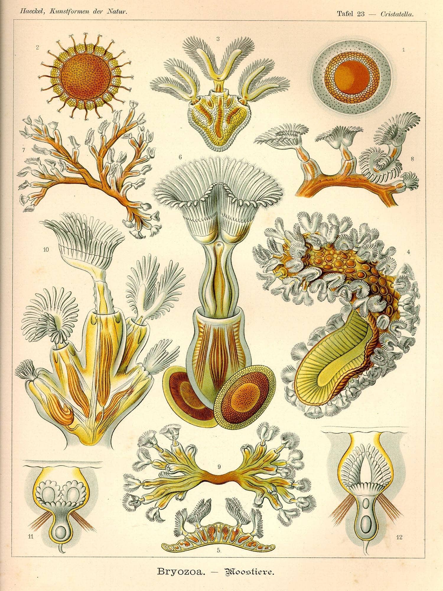 Aquatic Invertebrates (Bryozoa. - Moostiere) - Image 7