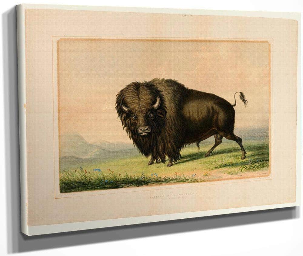 Buffalo Bull Grazing No.2 By George Catlin