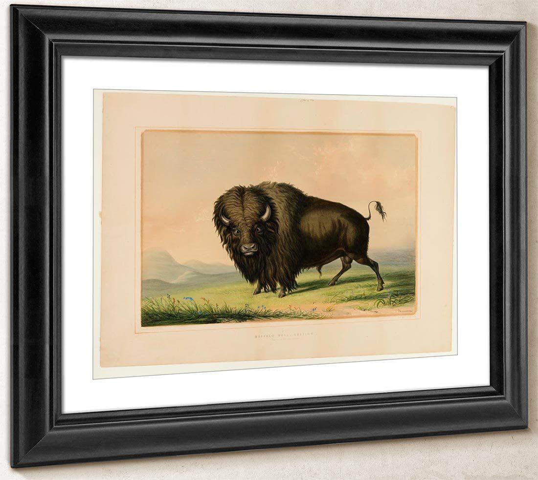 Buffalo Bull Grazing No.2 By George Catlin - Image 4