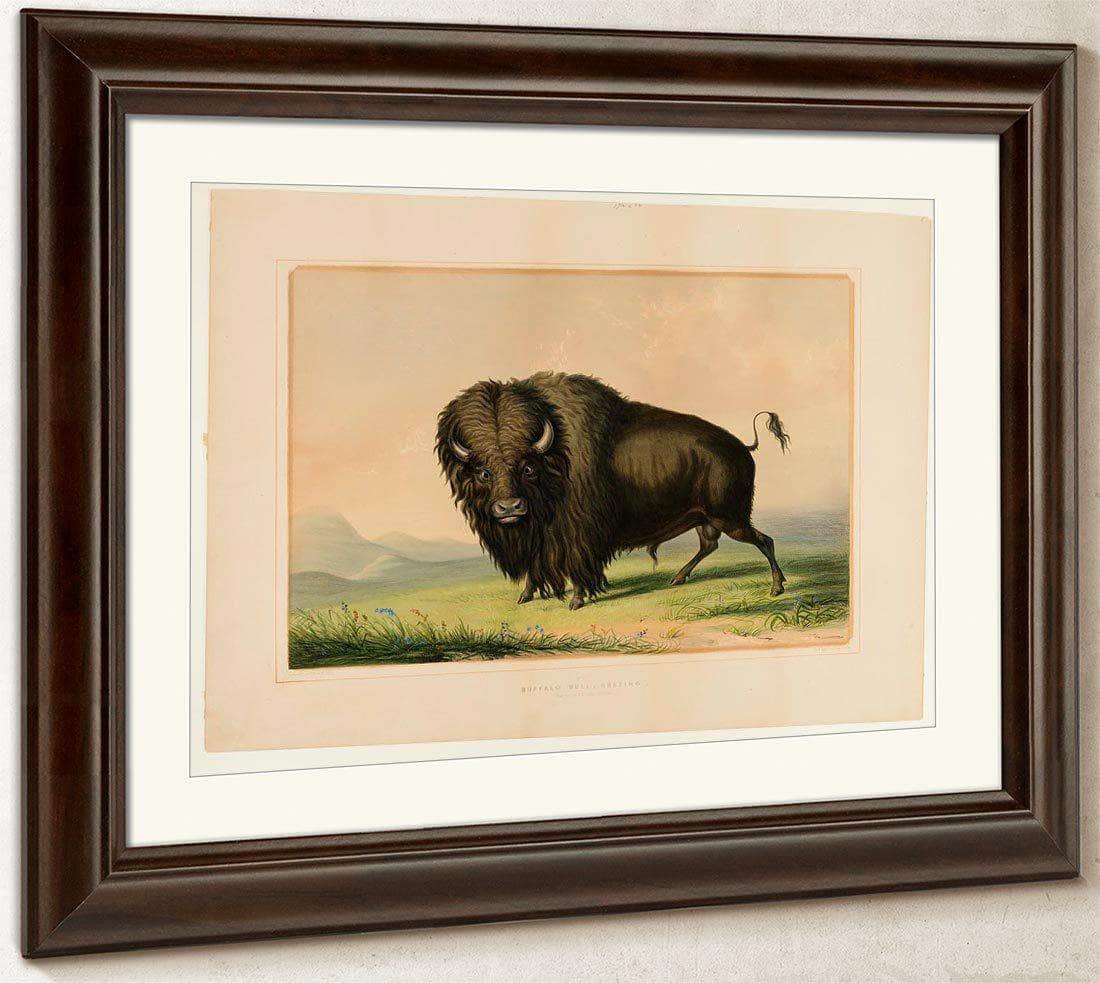Buffalo Bull Grazing No.2 By George Catlin - Image 5