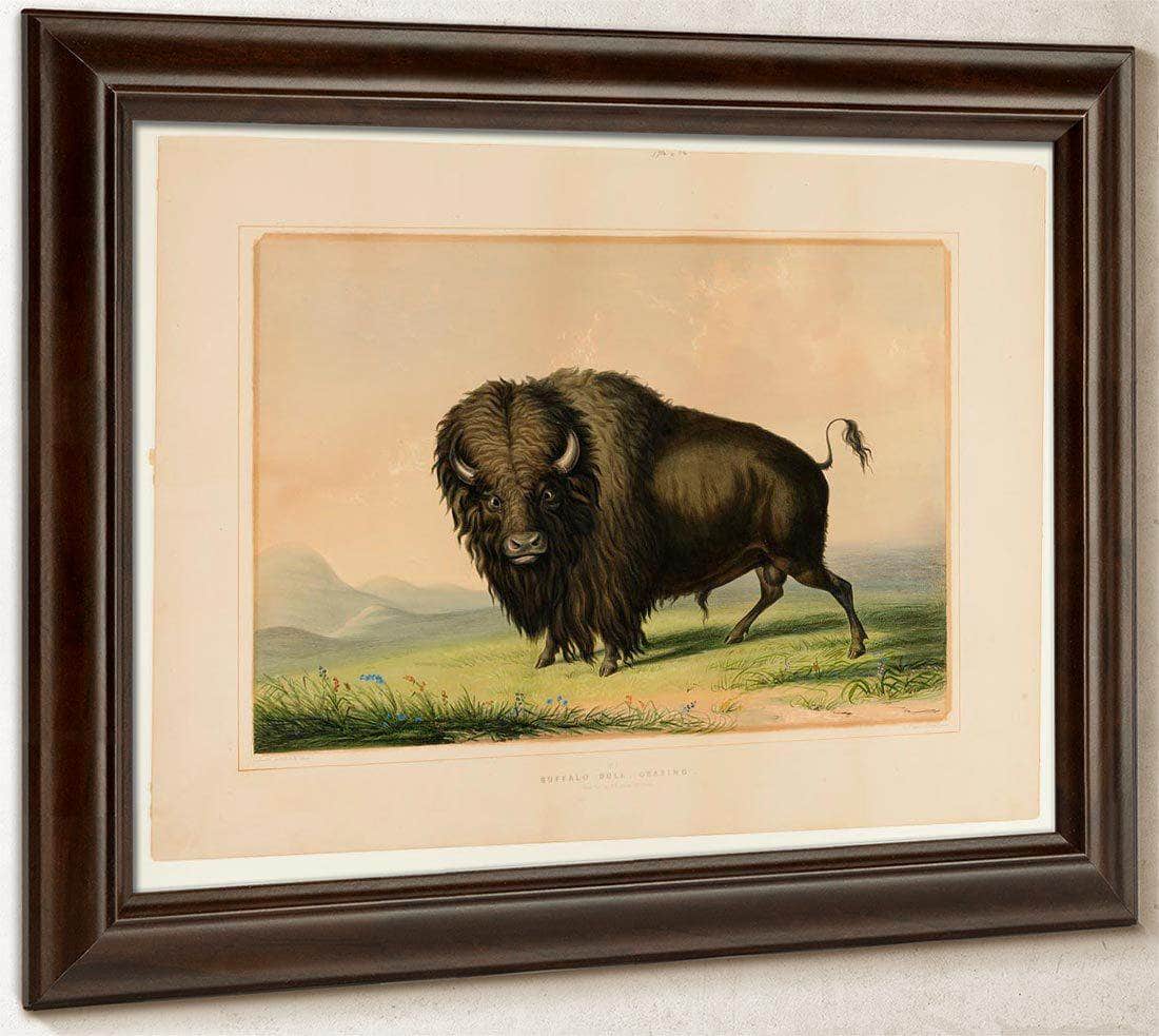 Buffalo Bull Grazing No.2 By George Catlin - Image 6
