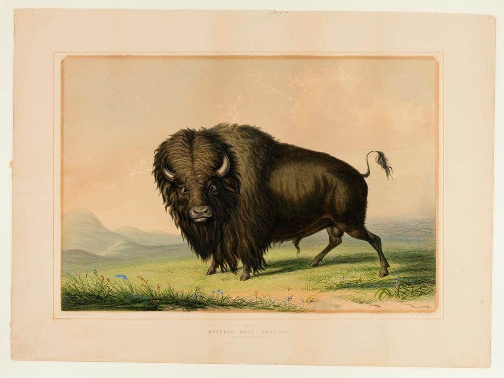 Buffalo Bull Grazing No.2 By George Catlin - Image 7