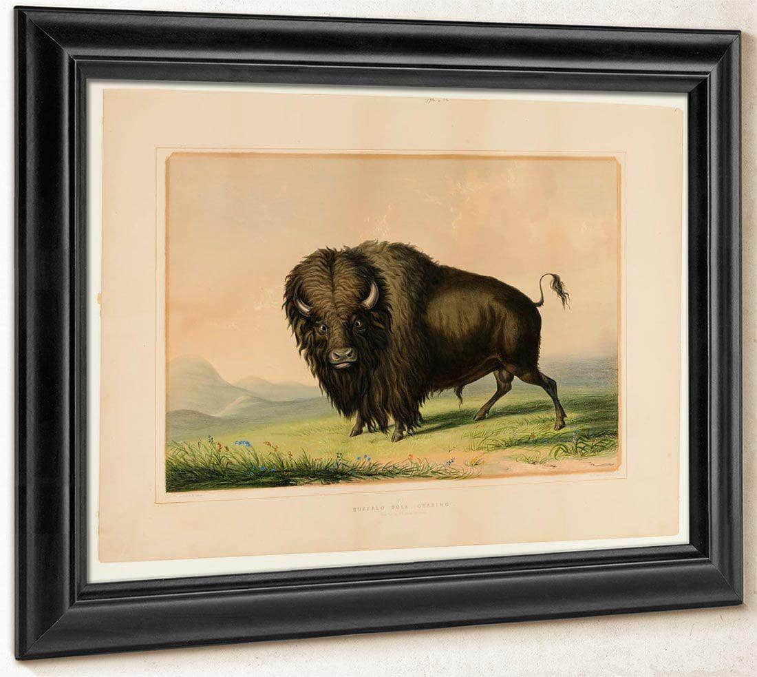 Buffalo Bull Grazing No.2 By George Catlin - Image 8