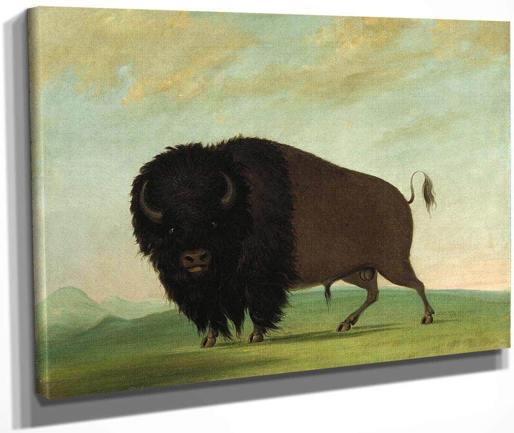 Buffalo Bull, Grazing On The Prairie By George Catlin