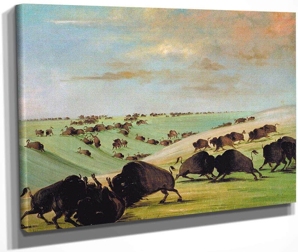 Buffalo Bulls Fighting In Running Season, Upper Missouri By George Catlin