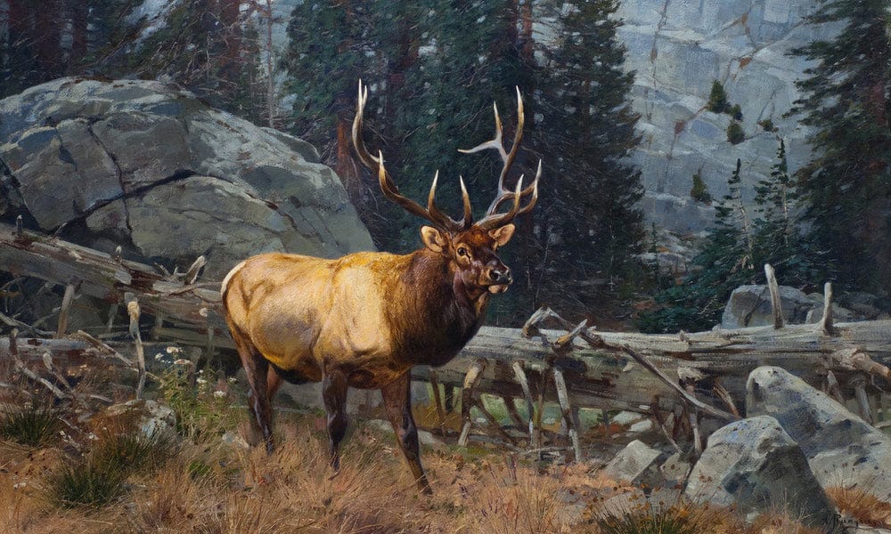 Bull Elk In The High Country By Carl Rungius - Image 7