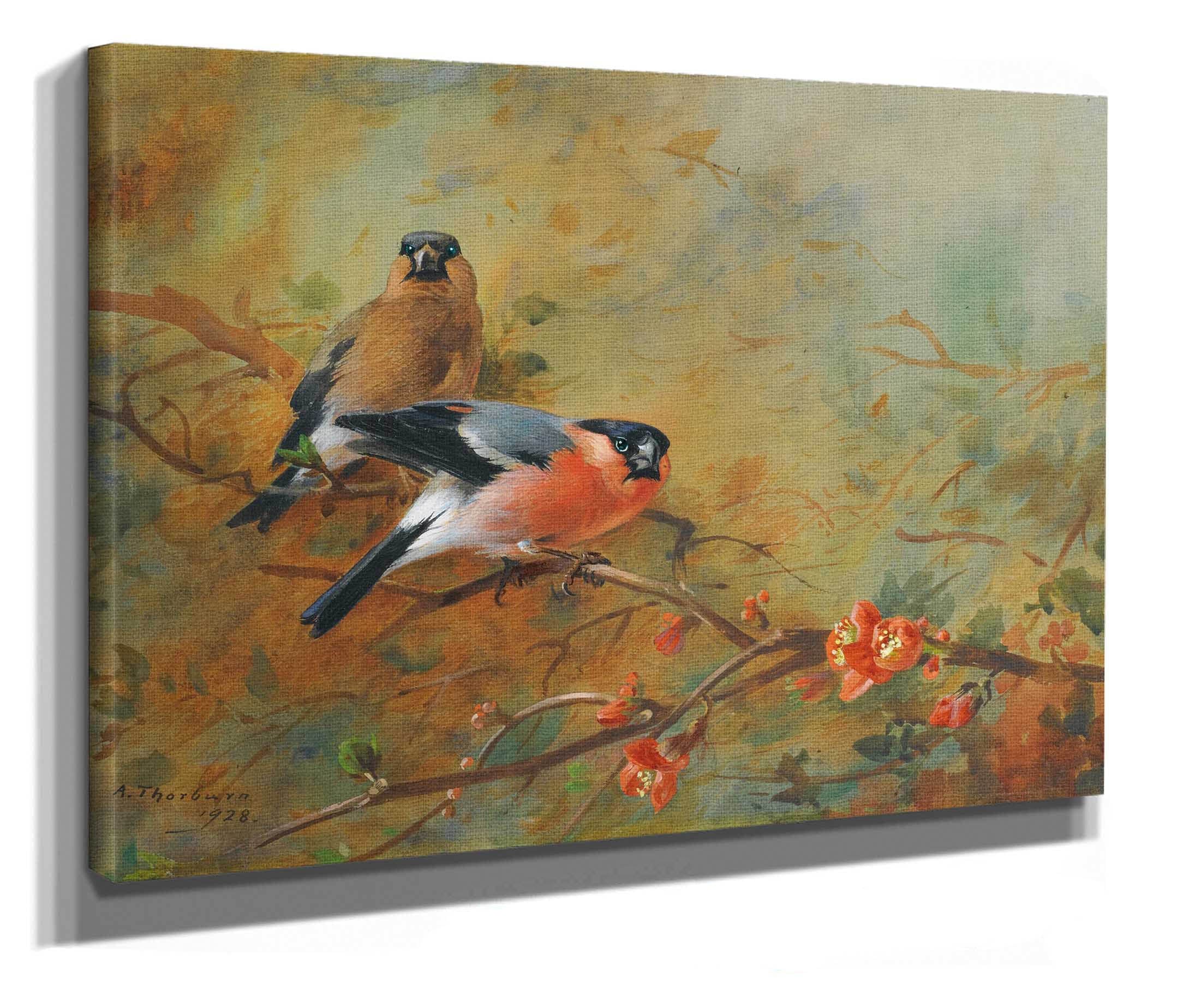 Bullfinches And Pyrus Japonica by Archibald Thorburn - Image 2