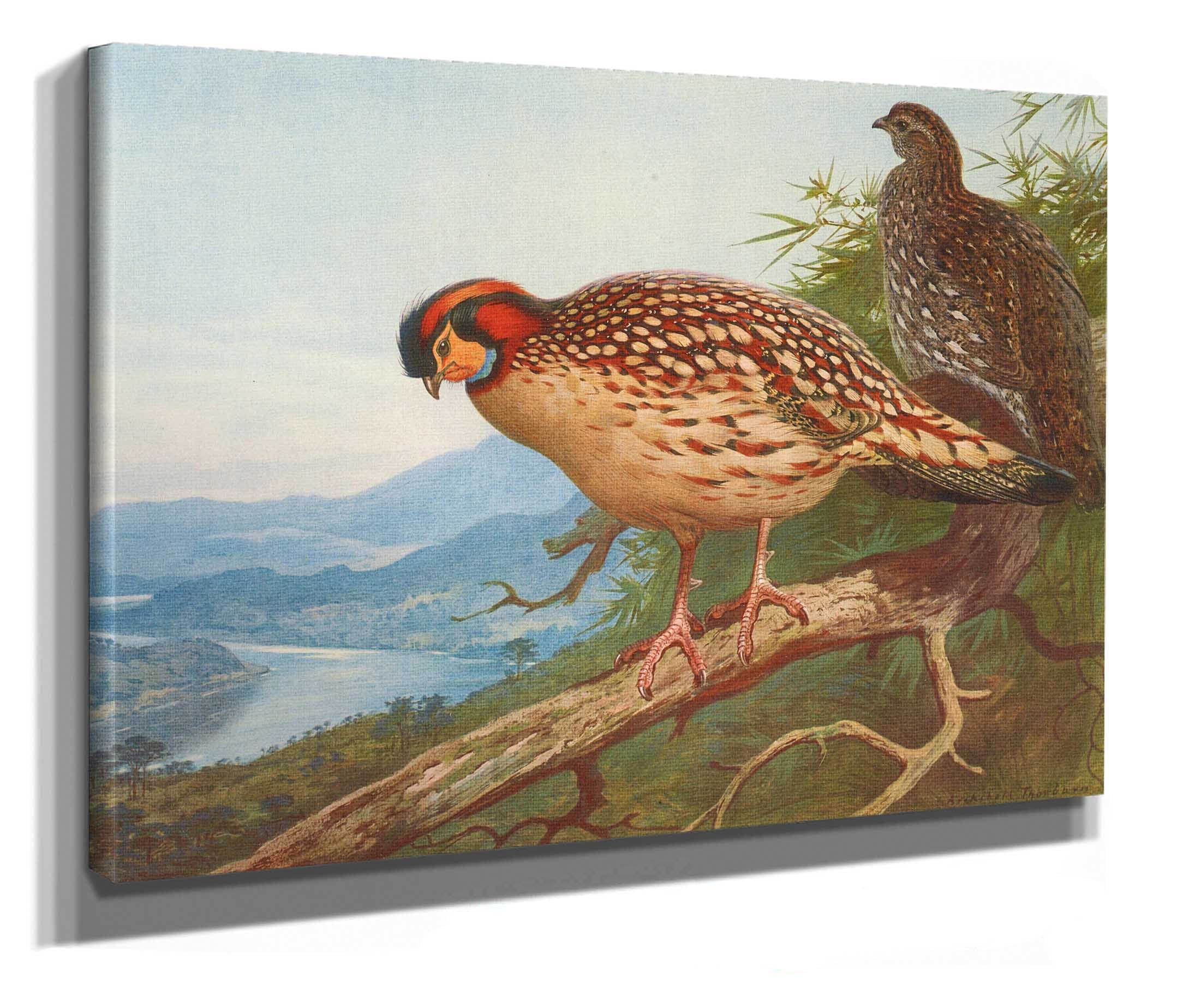 Cabots Tragopan by Archibald Thorburn - Image 2