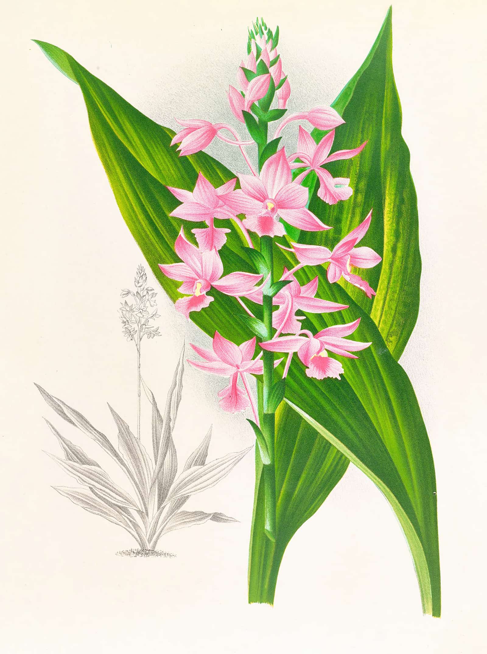 Calanthe Masuca by Jean Jules Linden - Image 2
