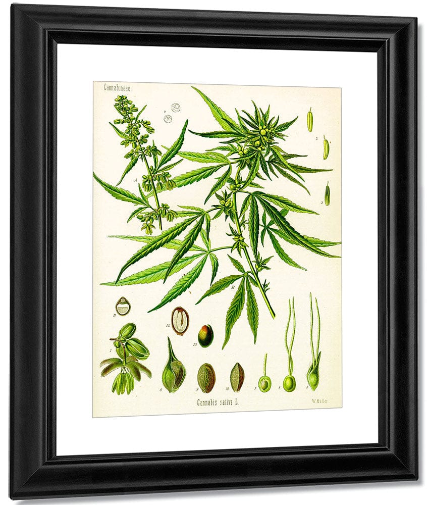 Cannabis By Sativa (Kohler) - Image 2