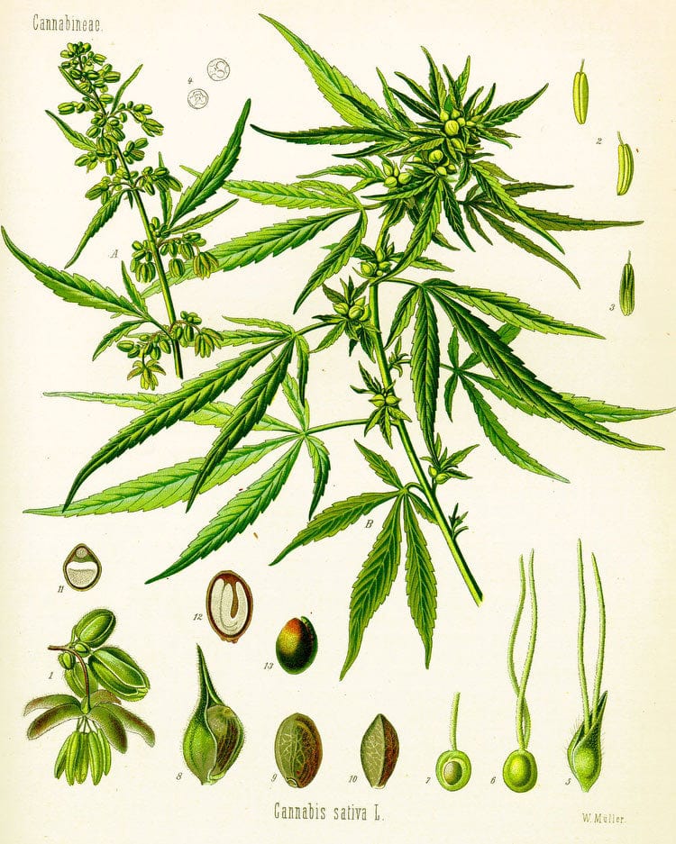 Cannabis By Sativa (Kohler) - Image 5