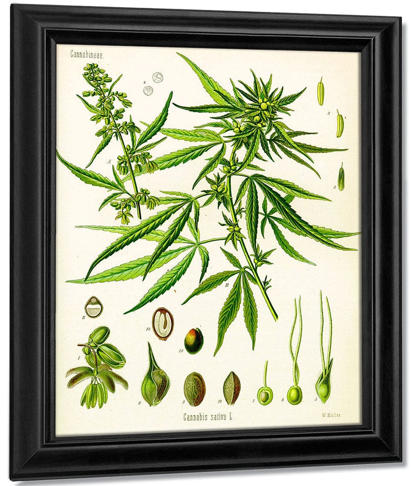 Cannabis By Sativa (Kohler) - Image 6
