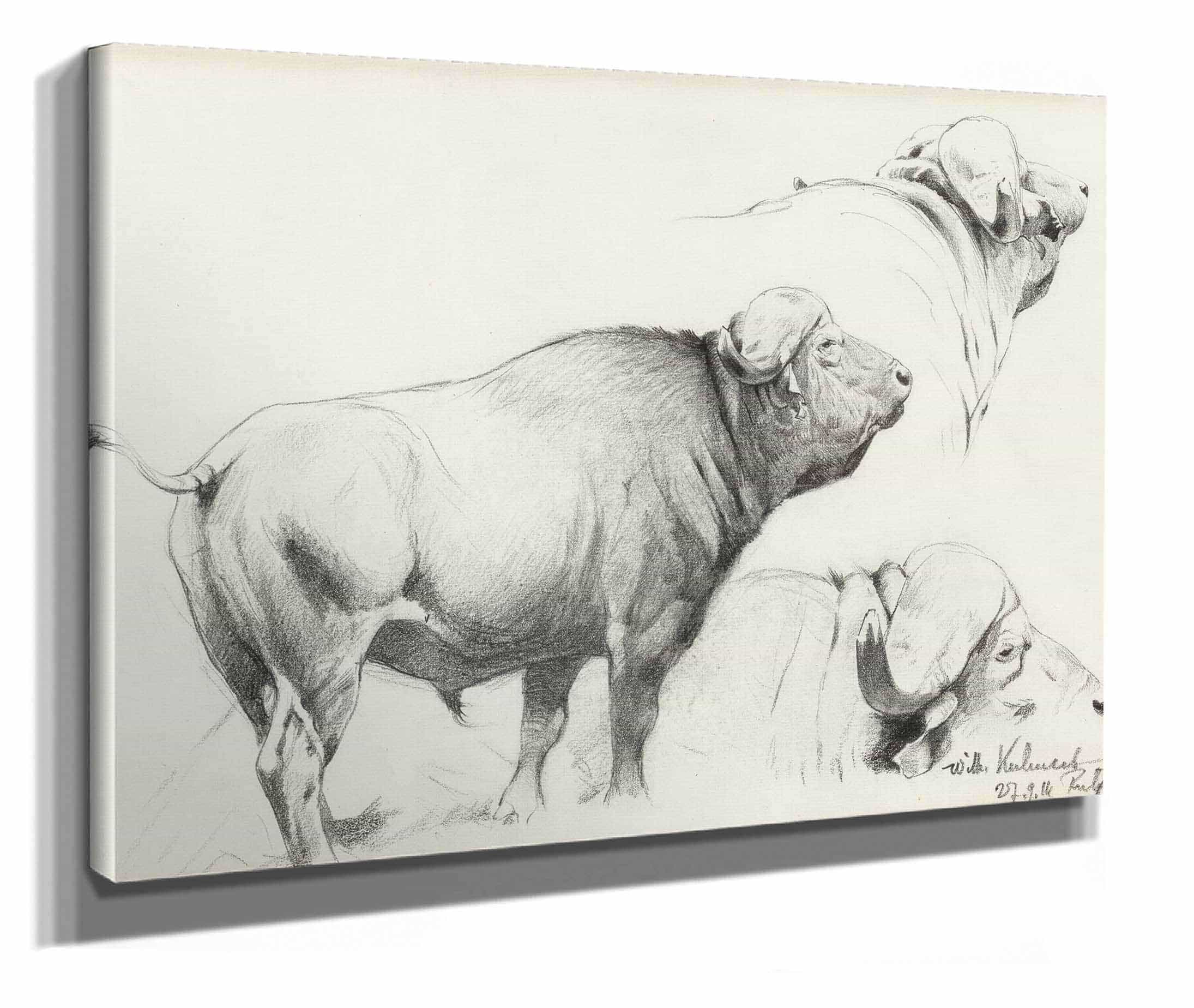 Cape Buffalo by Wilhelm Kuhnert - Image 2
