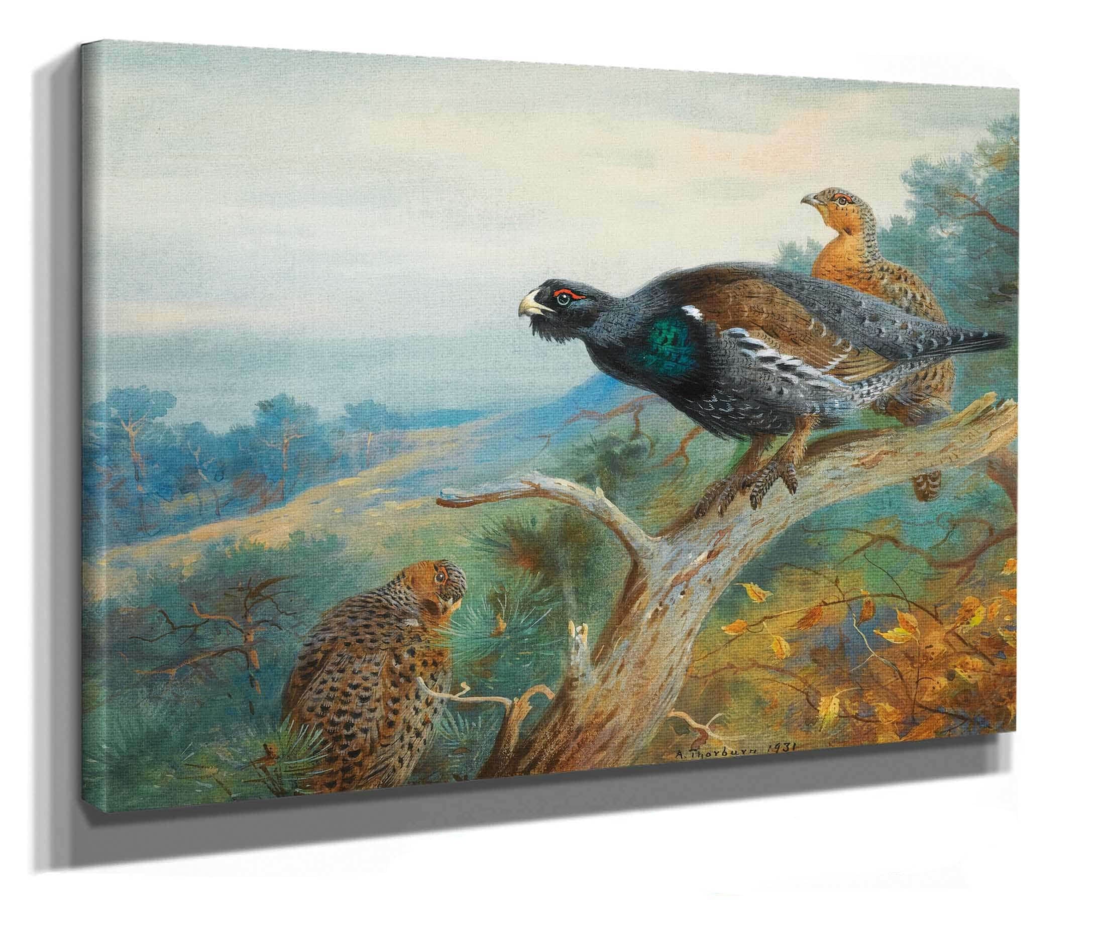 Capercaillie by Archibald Thorburn - Image 2
