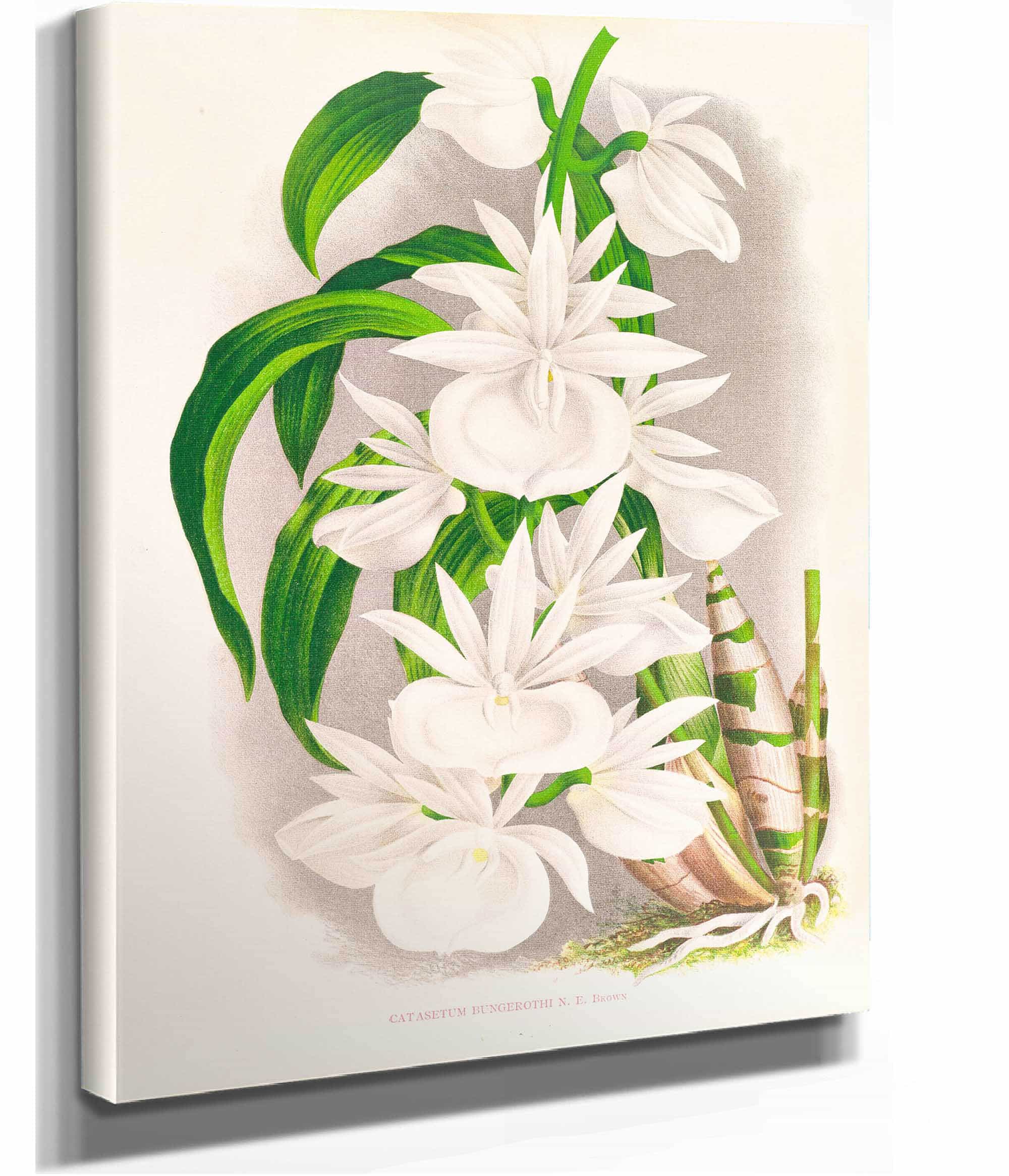 Catasetum Bungerothi by Jean Jules Linden