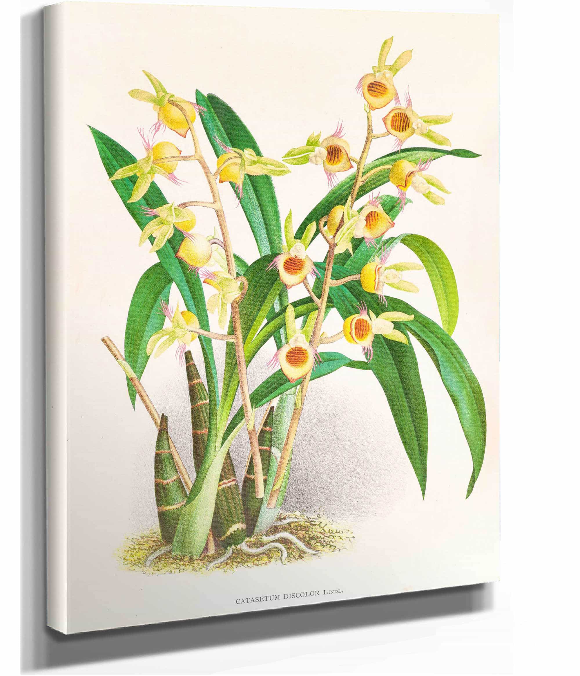Catasetum Discolor by Jean Jules Linden
