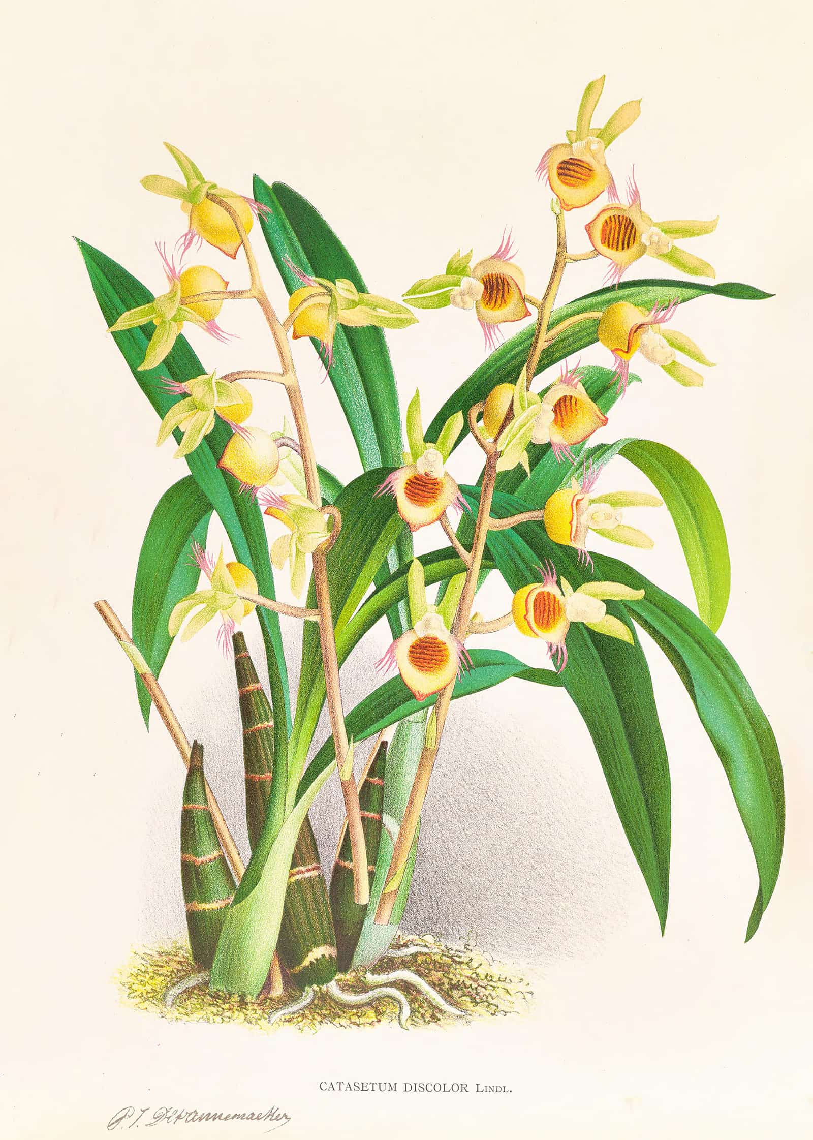 Catasetum Discolor by Jean Jules Linden - Image 2