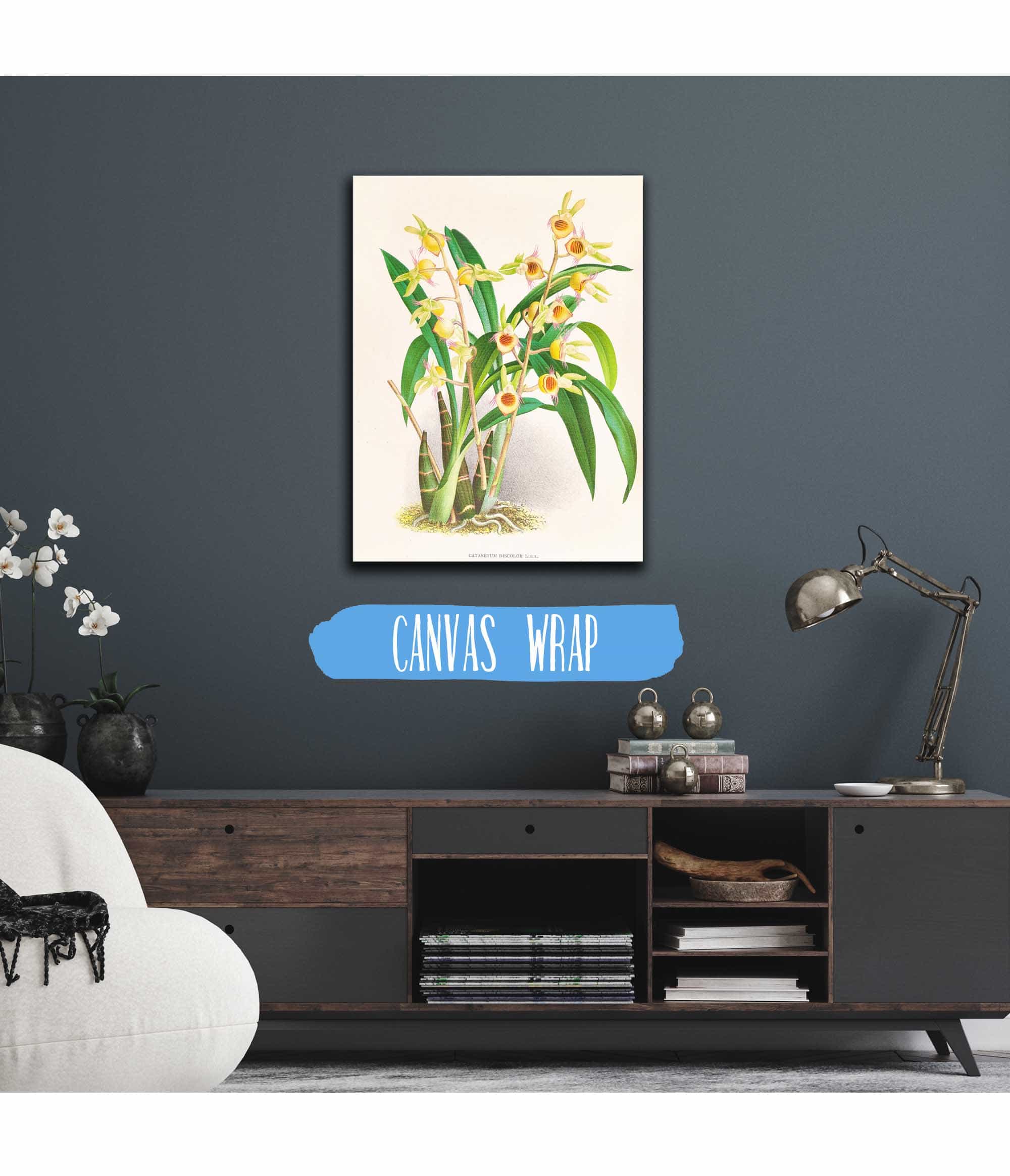 Catasetum Discolor by Jean Jules Linden - Image 3