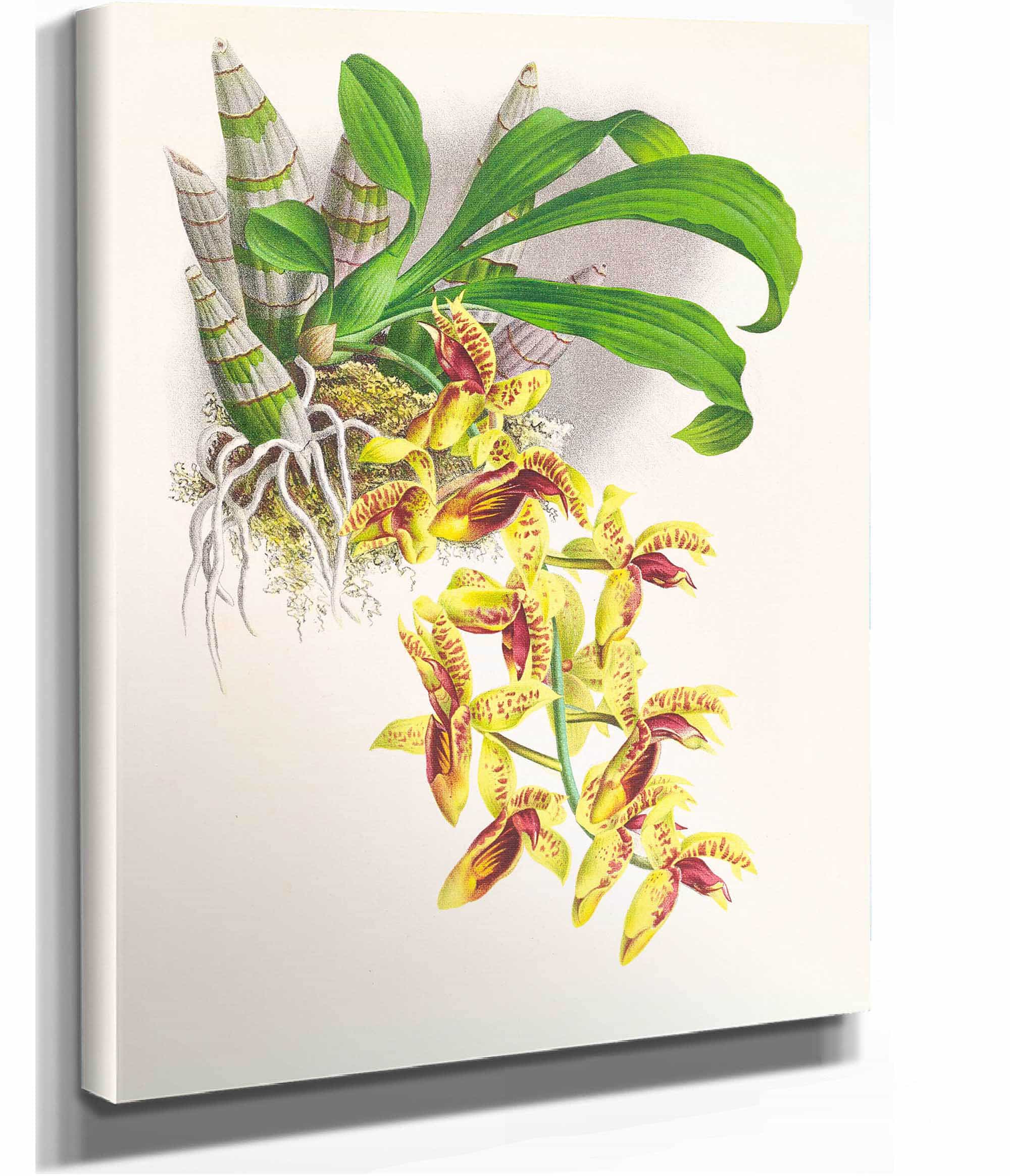 Catasetum Galeritum by Jean Jules Linden