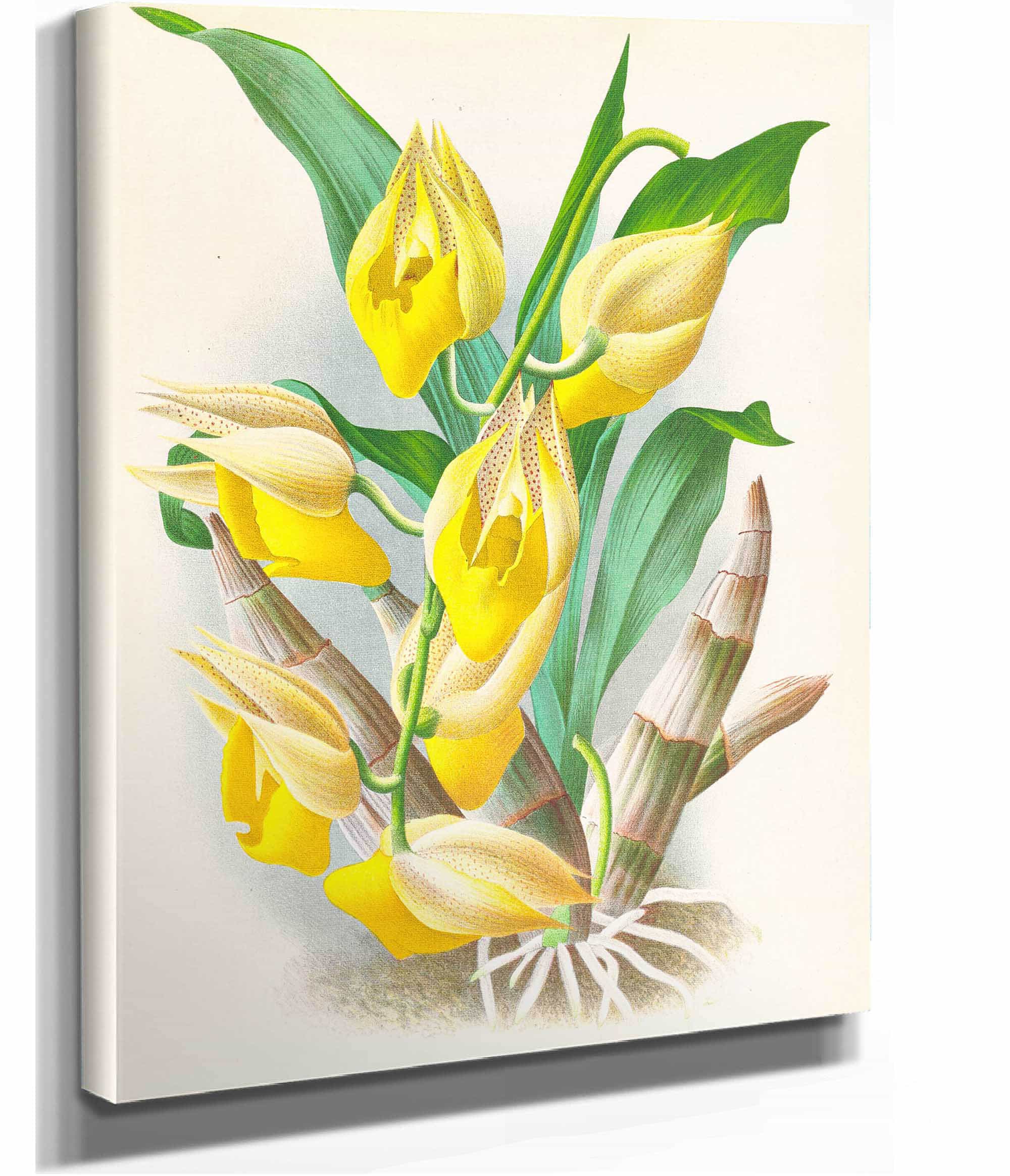 Catasetum Macrocarpum by Jean Jules Linden