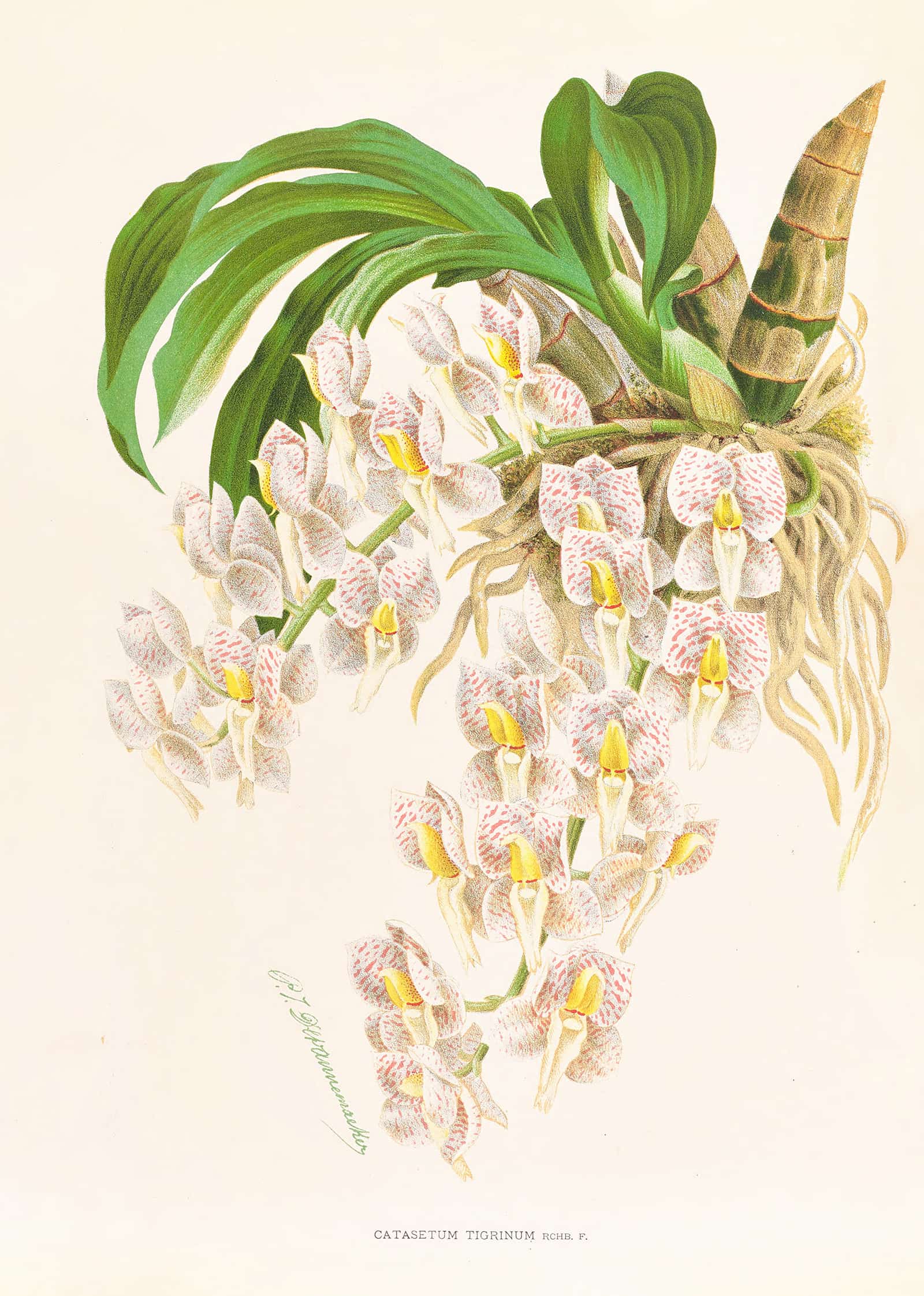 Catasetum Tigrinum by Jean Jules Linden - Image 2