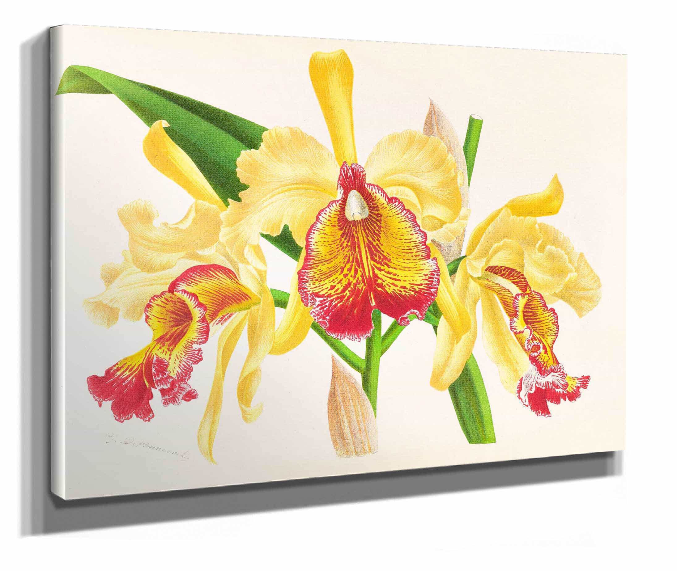 Cattleya Aurea by Jean Jules Linden - Image 2
