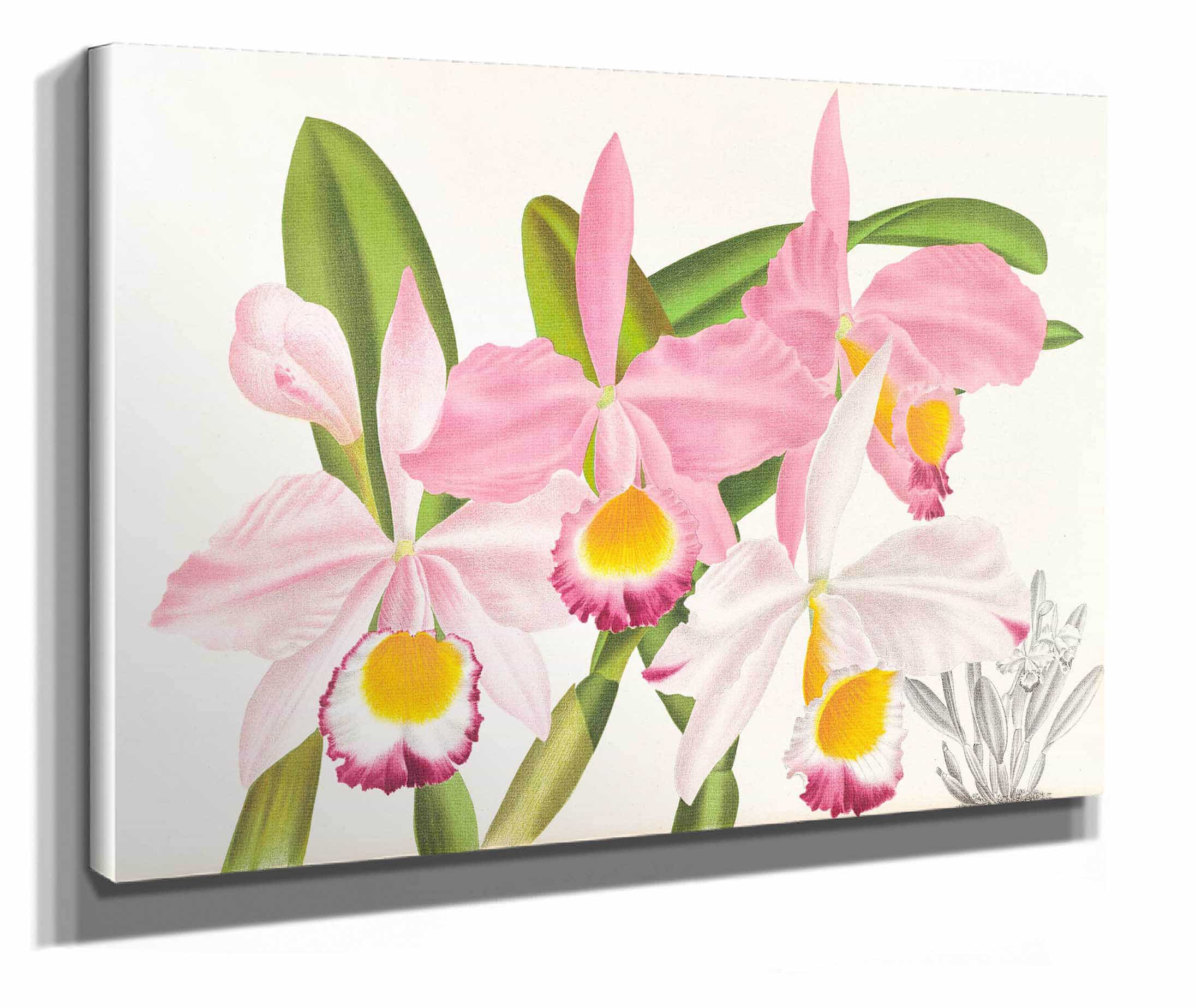 Cattleya Eldorado by Jean Jules Linden - Image 2