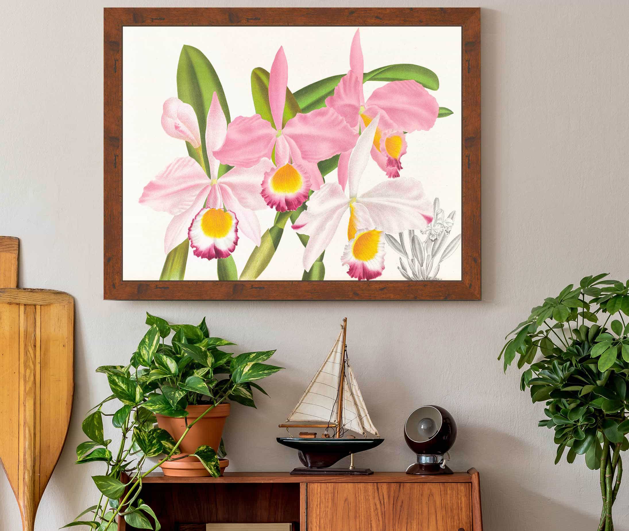 Cattleya Eldorado by Jean Jules Linden - Image 3