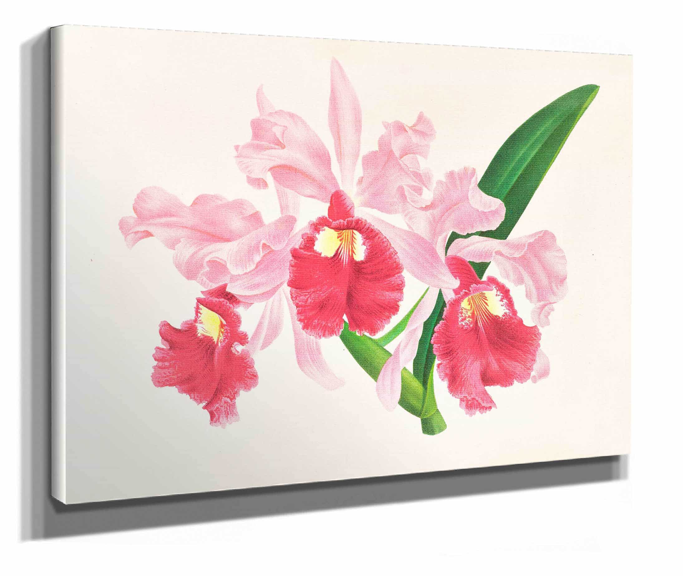 Cattleya Gigas by Jean Jules Linden - Image 2