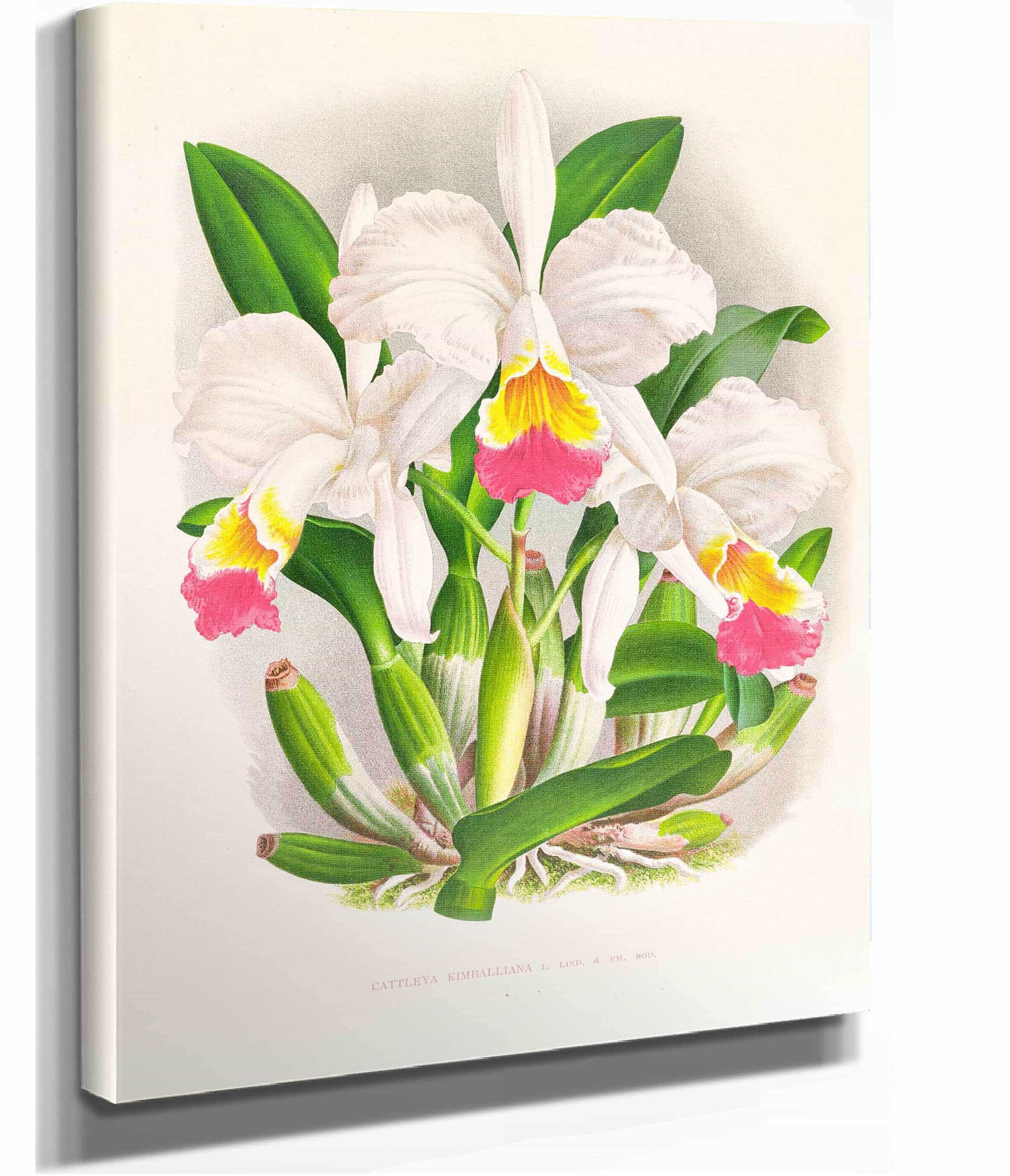 Cattleya Kimballiana by Jean Jules Linden