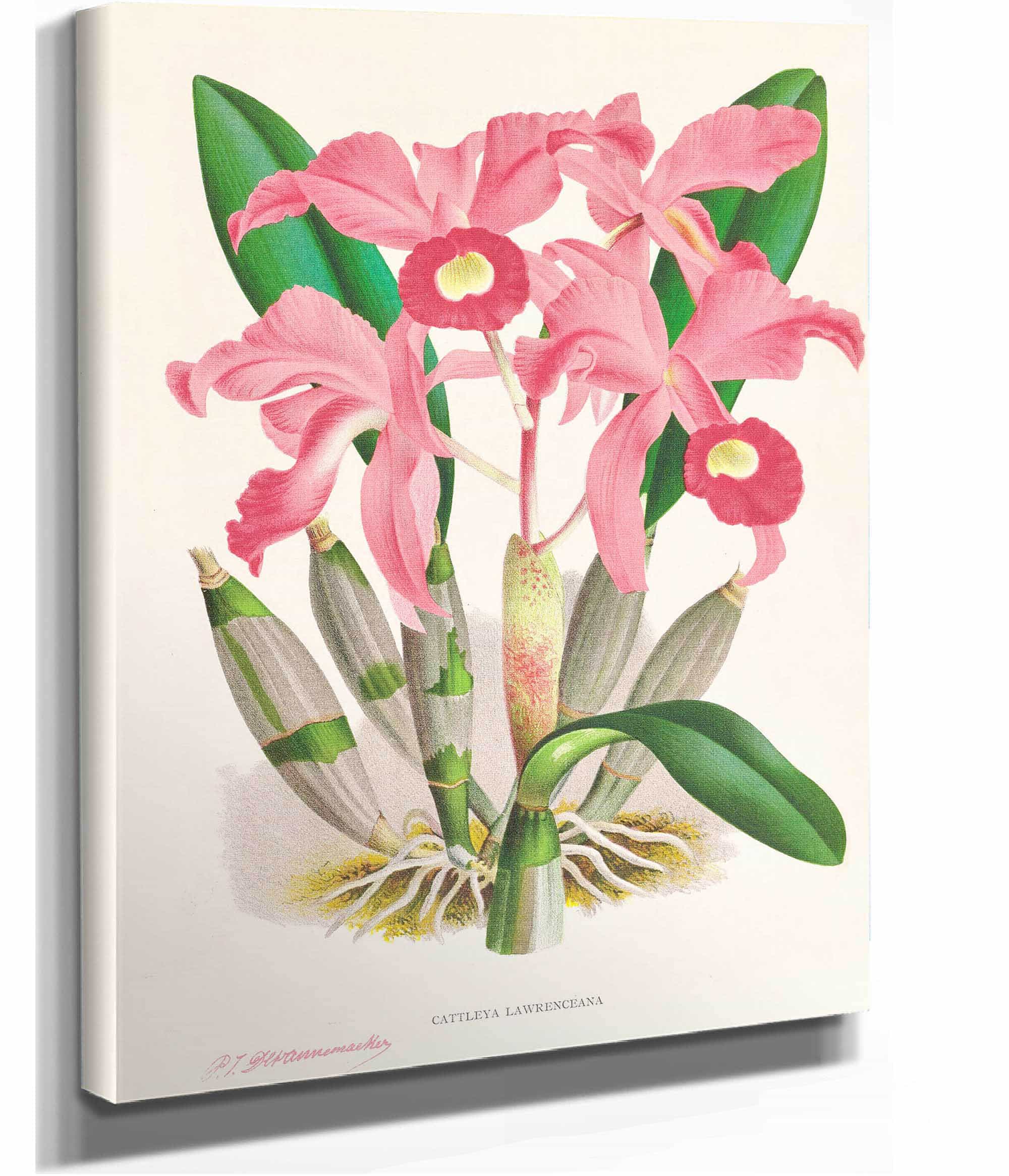 Cattleya Lawrenceana by Jean Jules Linden