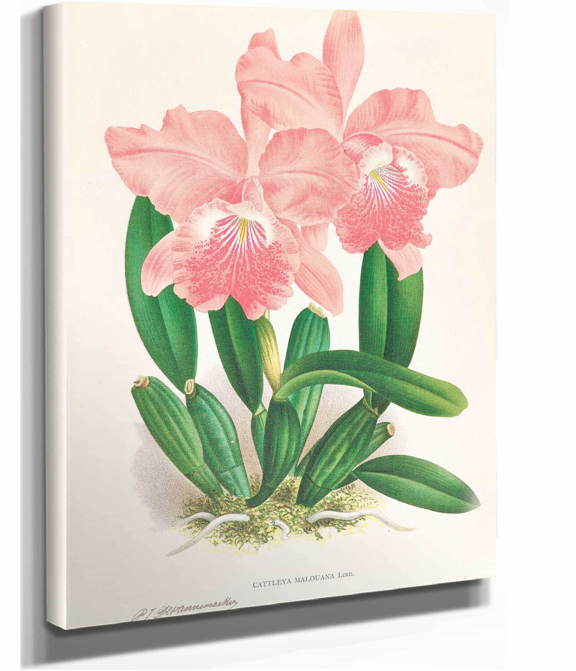 Cattleya Malouana by Jean Jules Linden