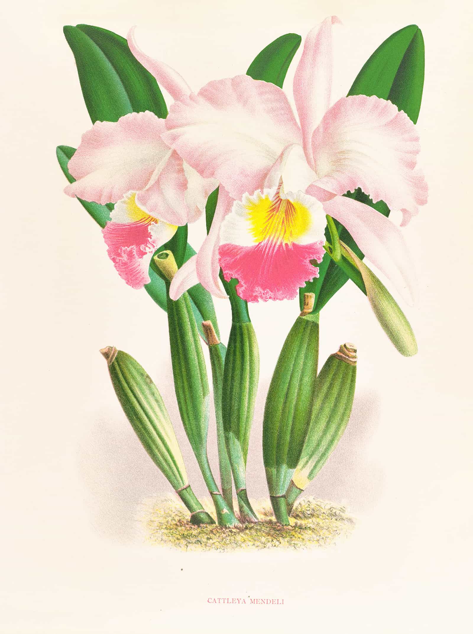 Cattleya Mendeli by Jean Jules Linden - Image 2