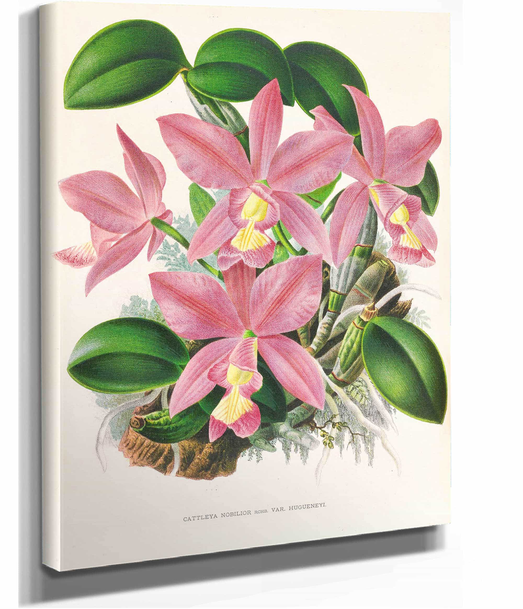 Cattleya Nobilior by Jean Jules Linden