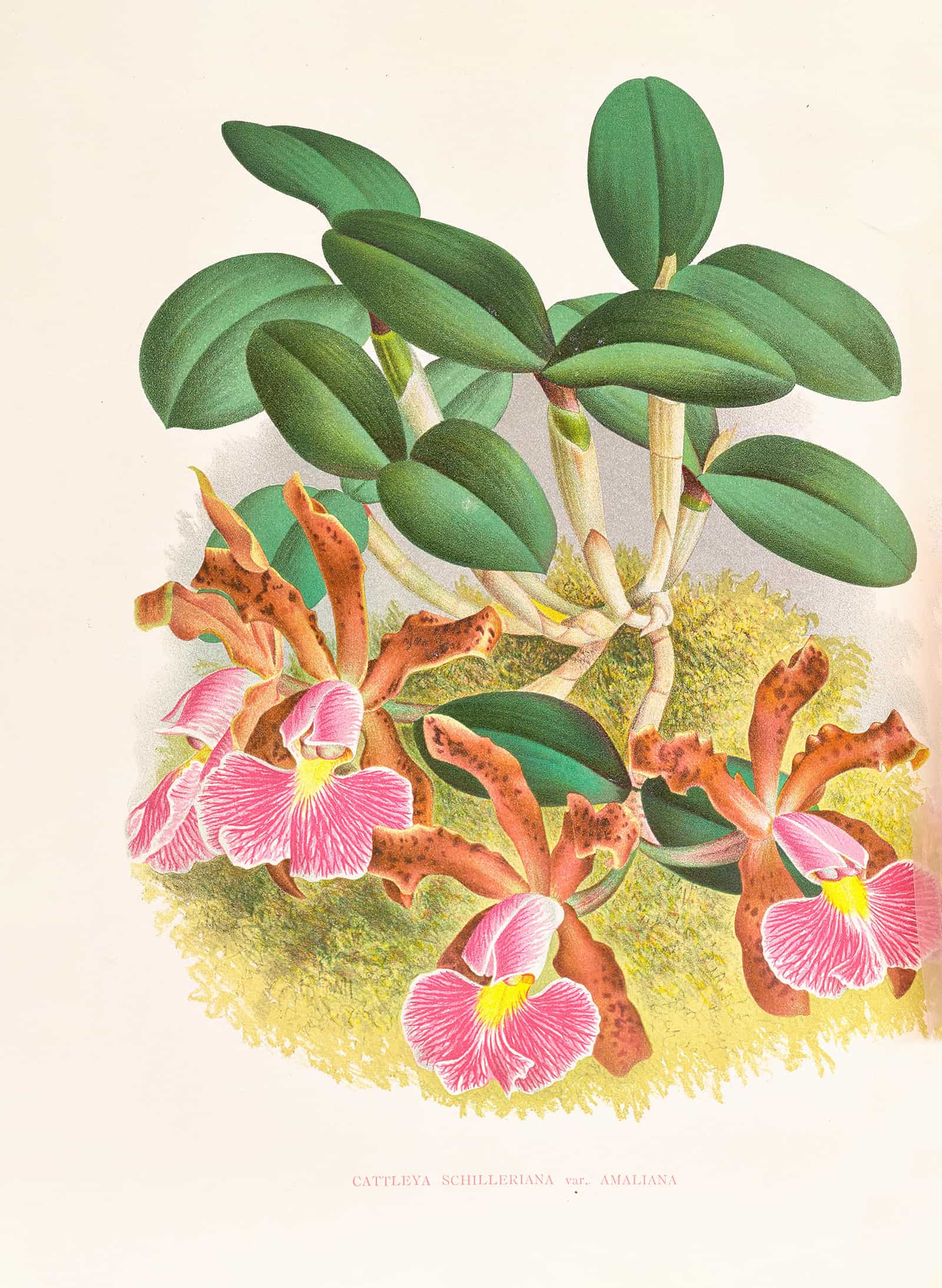 Cattleya Schilleriana by Jean Jules Linden - Image 2