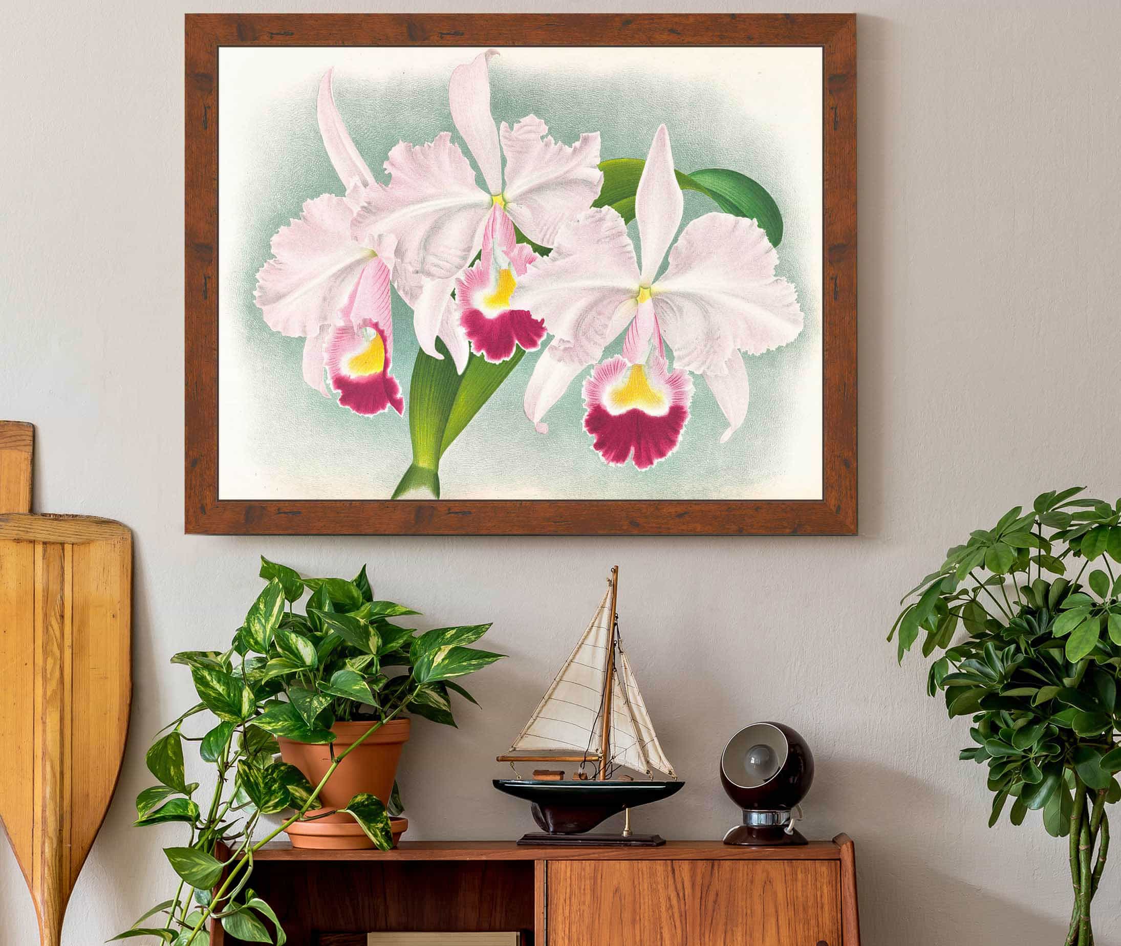 Cattleya Trianae Var Martin Cahuzac by Jean Jules Linden - Image 3