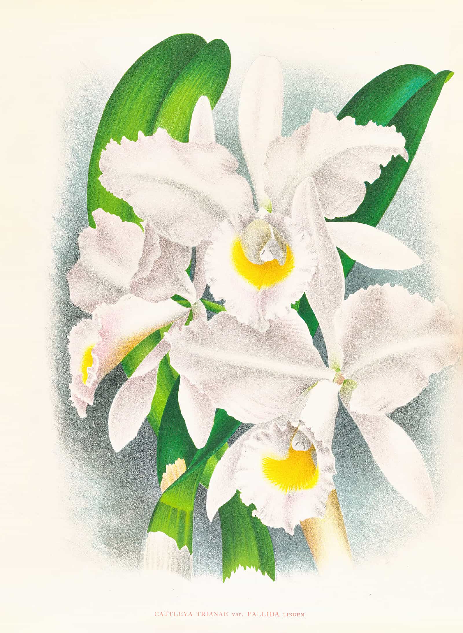 Cattleya Trianae Var Pallida by Jean Jules Linden - Image 2