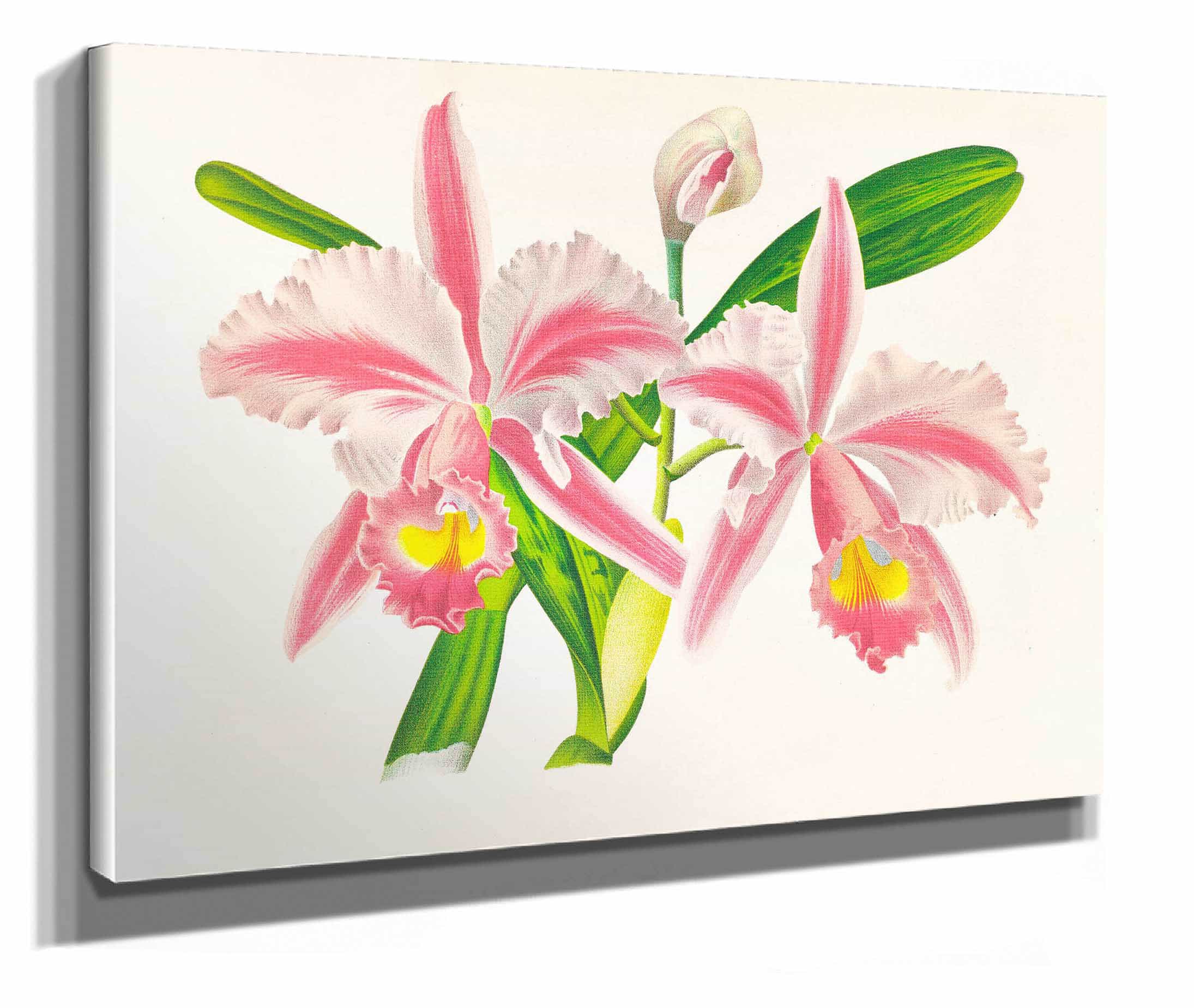 Cattleya Trianae Var Striata by Jean Jules Linden - Image 2