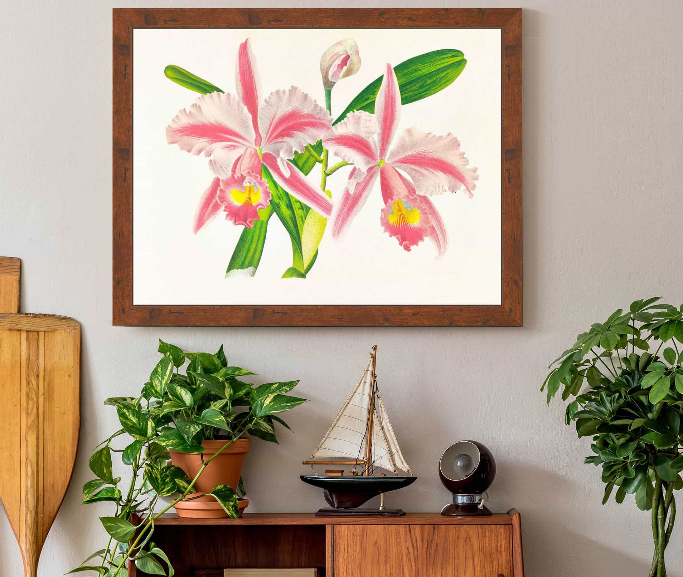 Cattleya Trianae Var Striata by Jean Jules Linden - Image 3