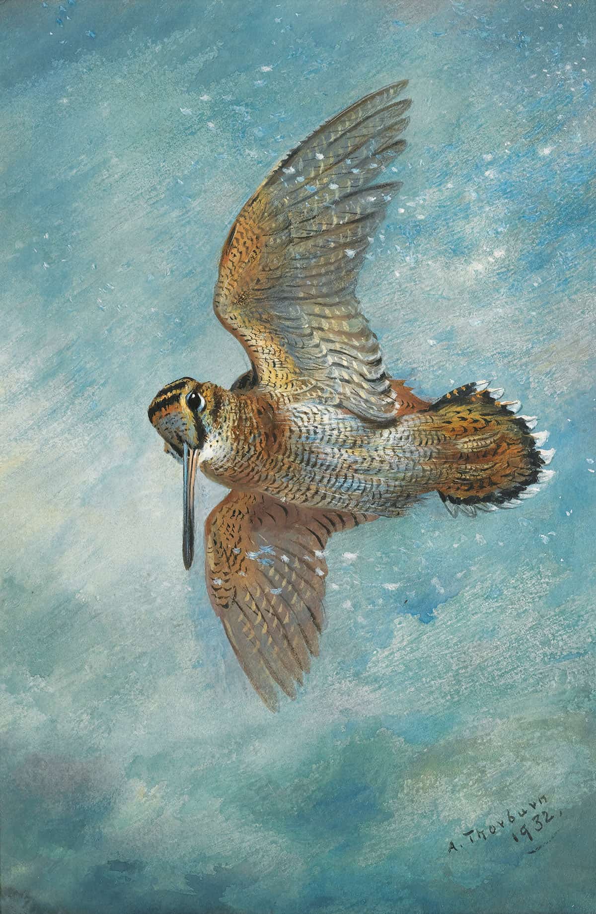 Caught In A Blizzard Woodcock by Archibald Thorburn - Image 3