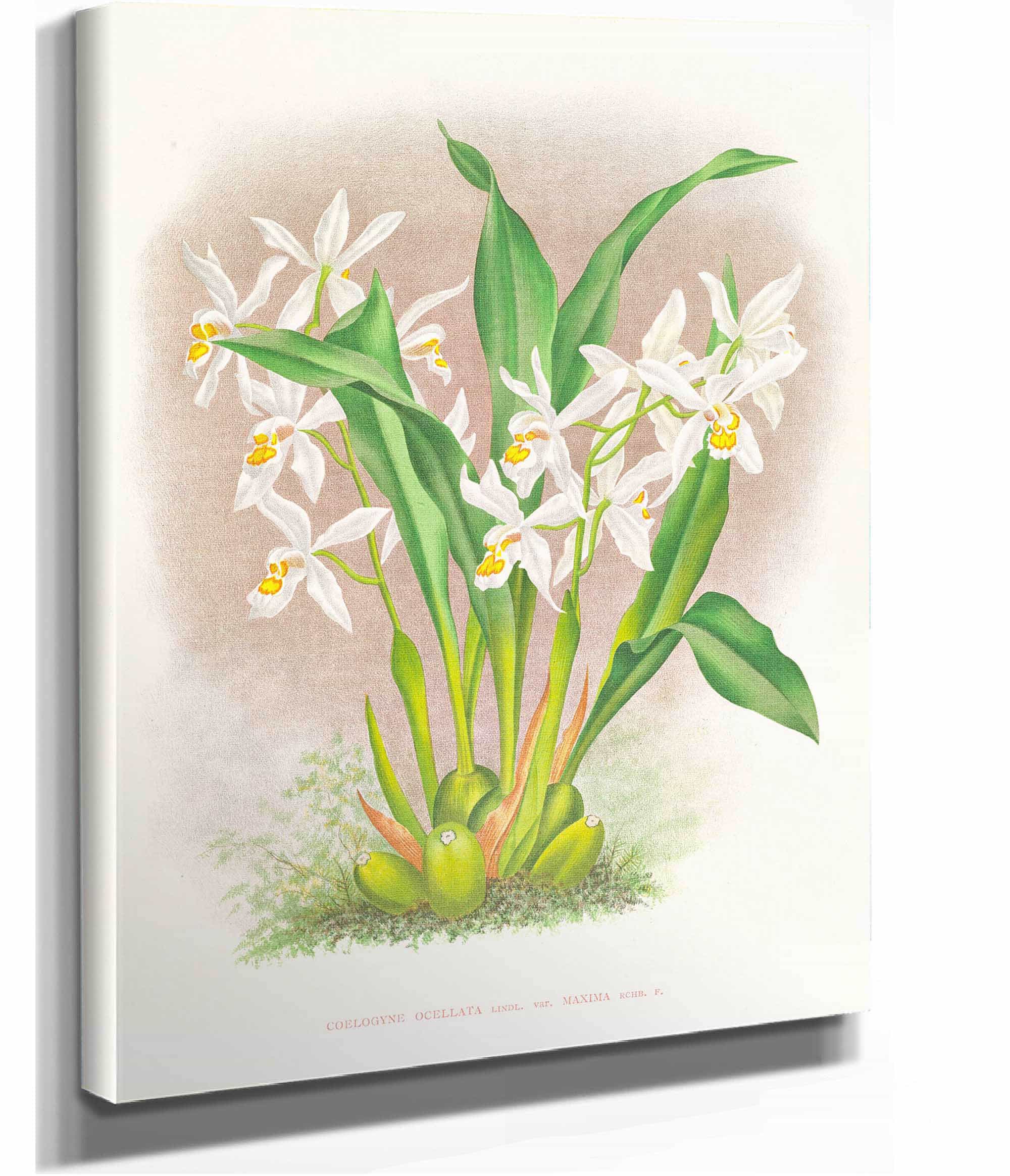 Coelogyne Ocellata by Jean Jules Linden
