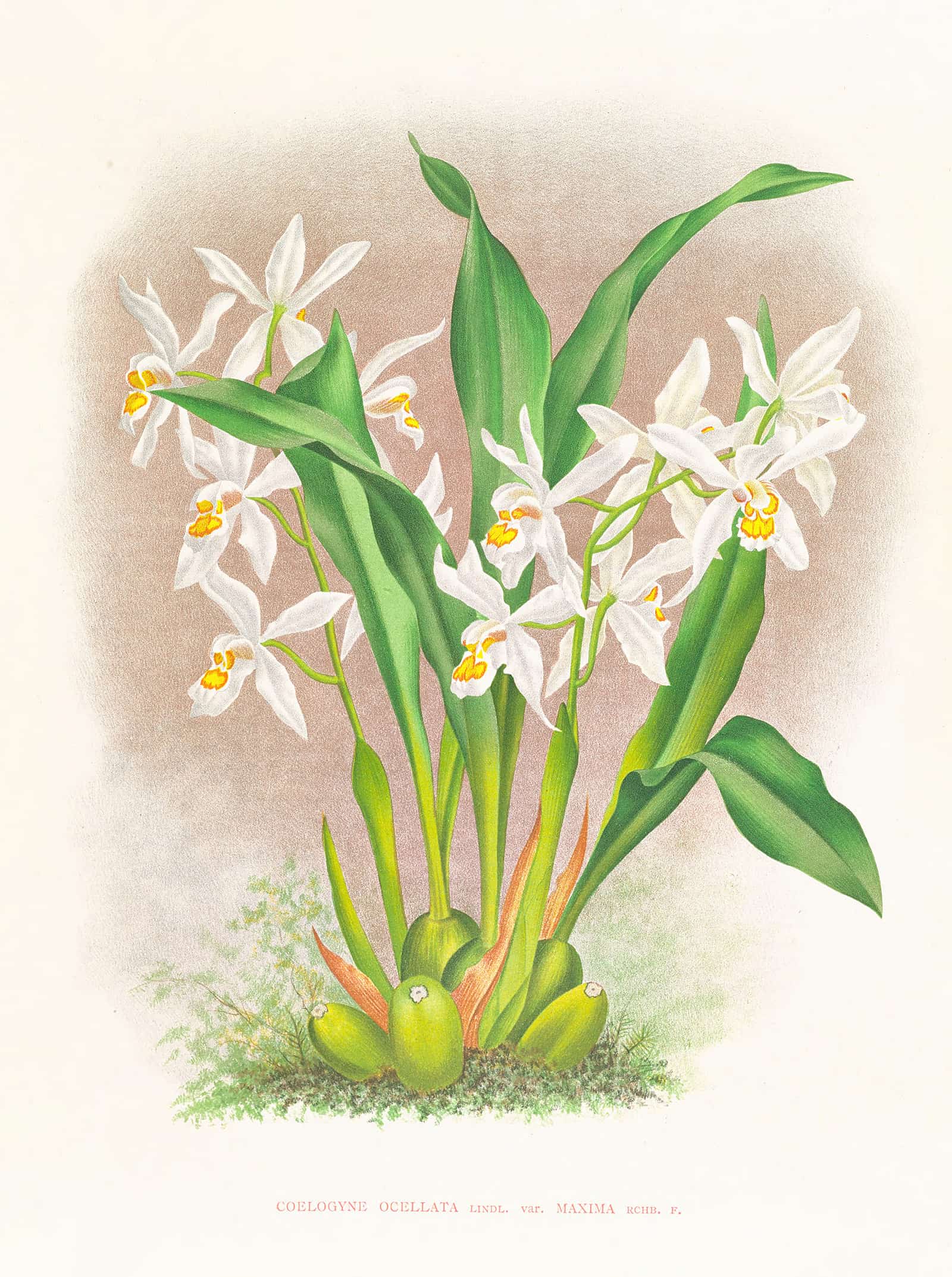 Coelogyne Ocellata by Jean Jules Linden - Image 2