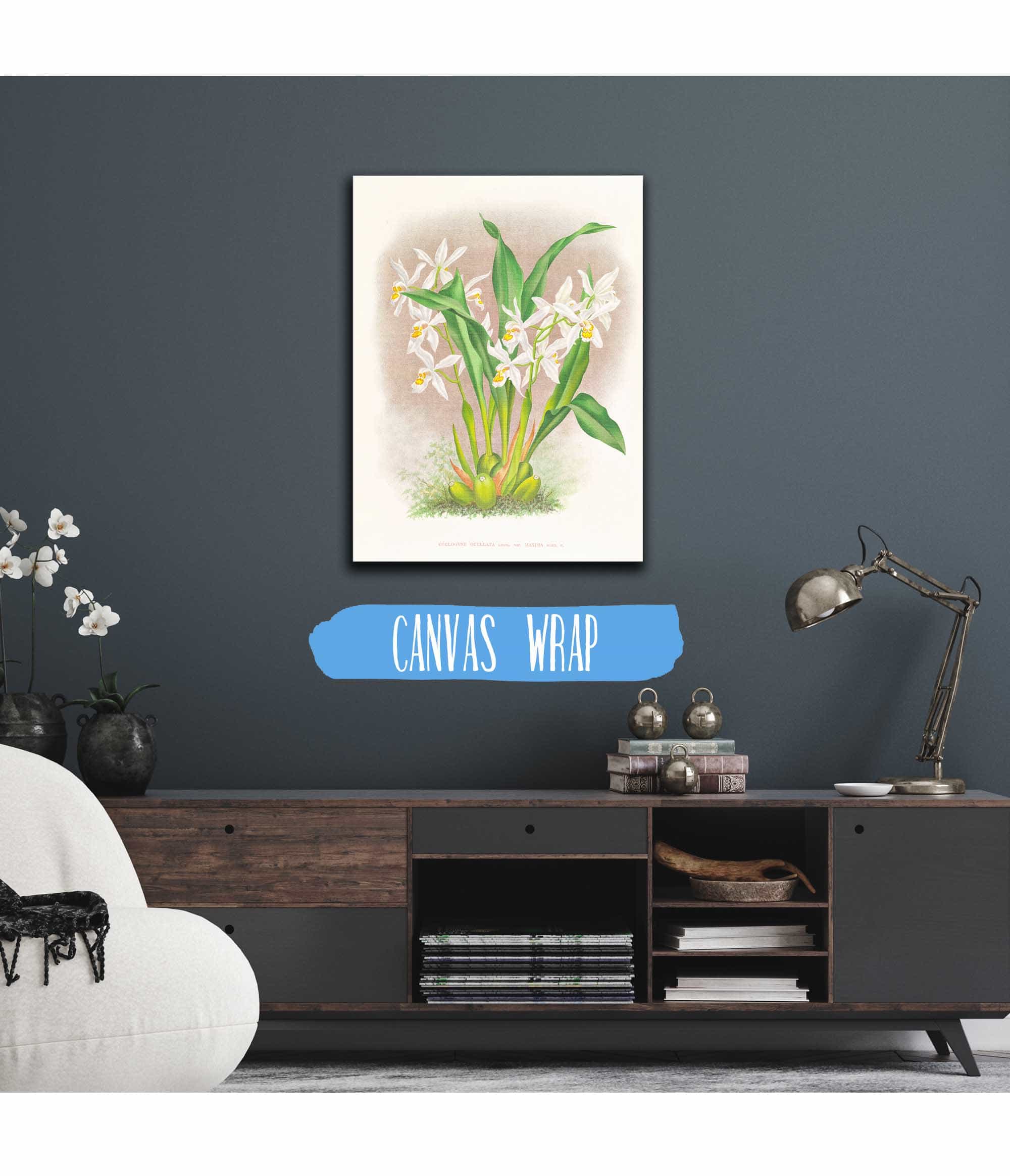 Coelogyne Ocellata by Jean Jules Linden - Image 3