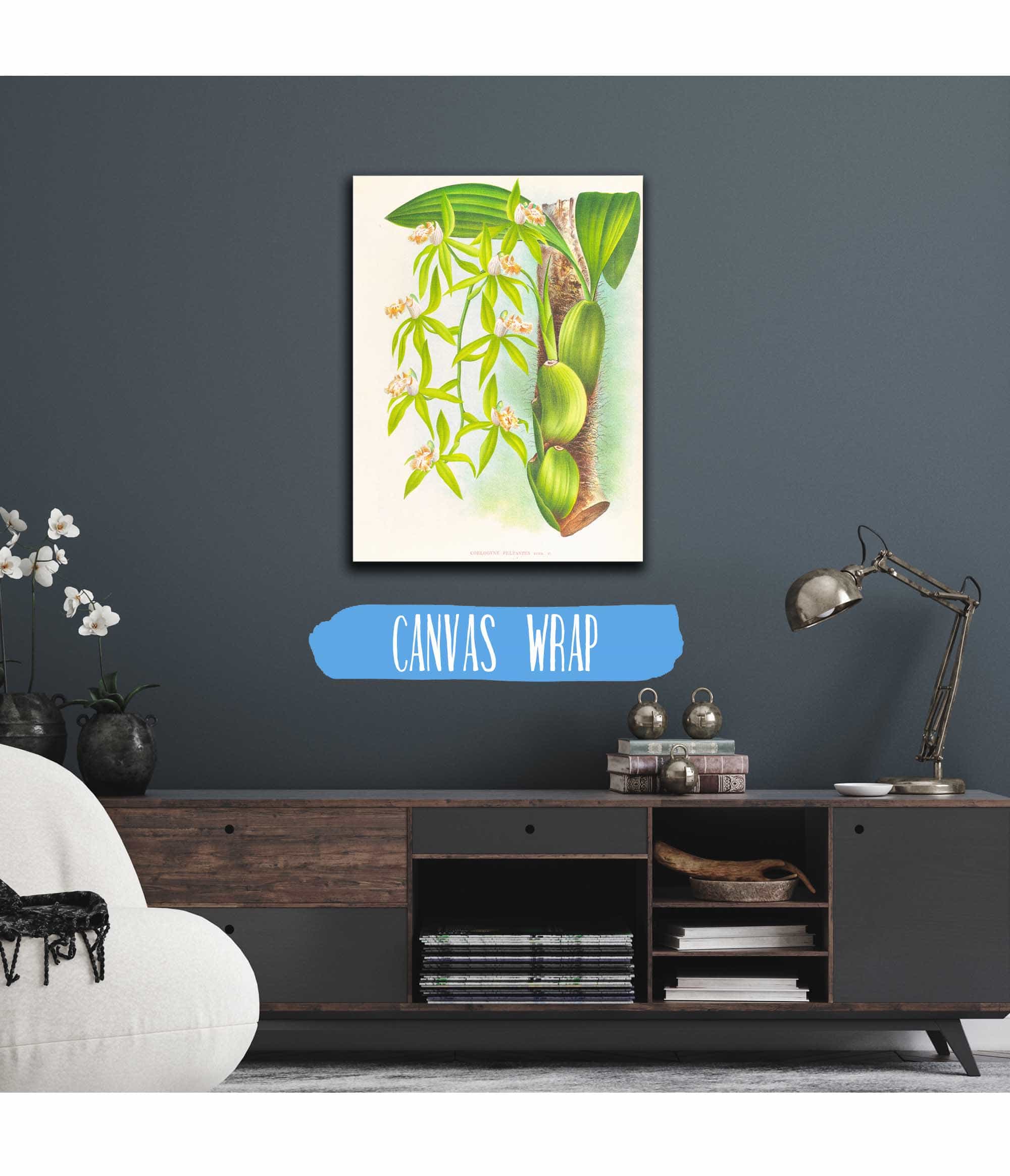 Coelogyne Peltastes by Jean Jules Linden - Image 3