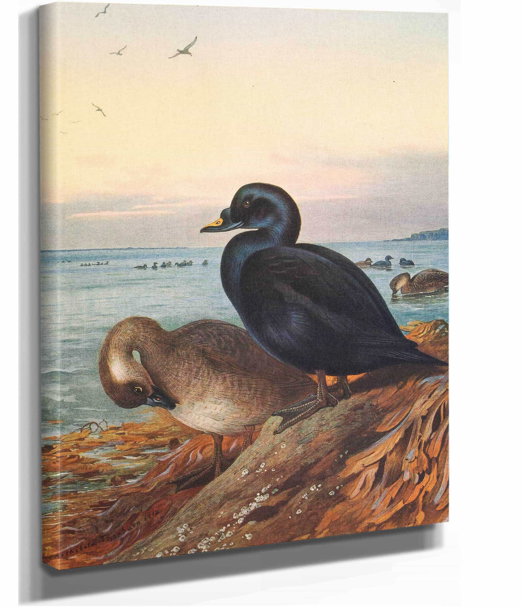 Common Scoter by Archibald Thorburn - Image 2