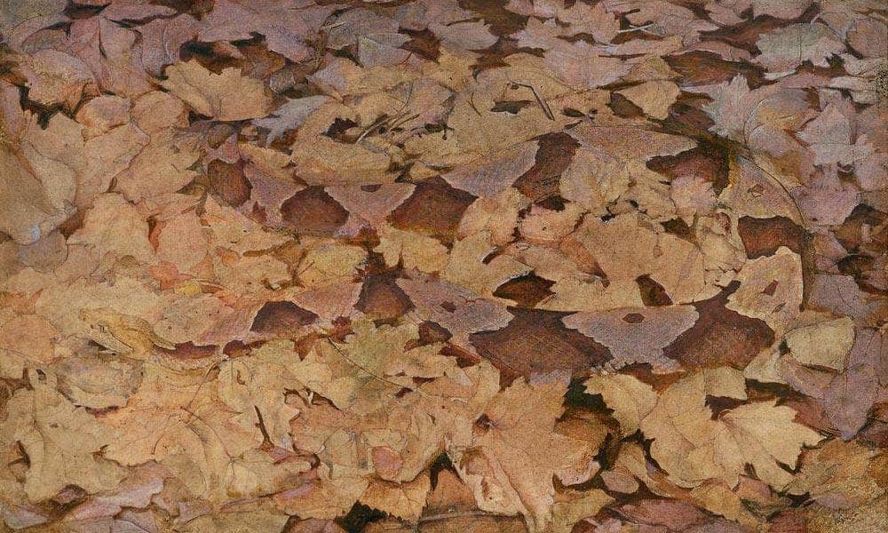 Copperhead Snake On Dead Leaves, Study For Book Concealing Coloration In The Animal Kingdom By Abbott Handerson Thayer - Image 5